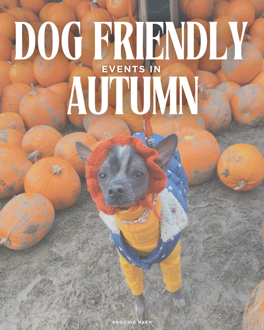 Autumn Dog Events in and near the Cotswolds 🍁