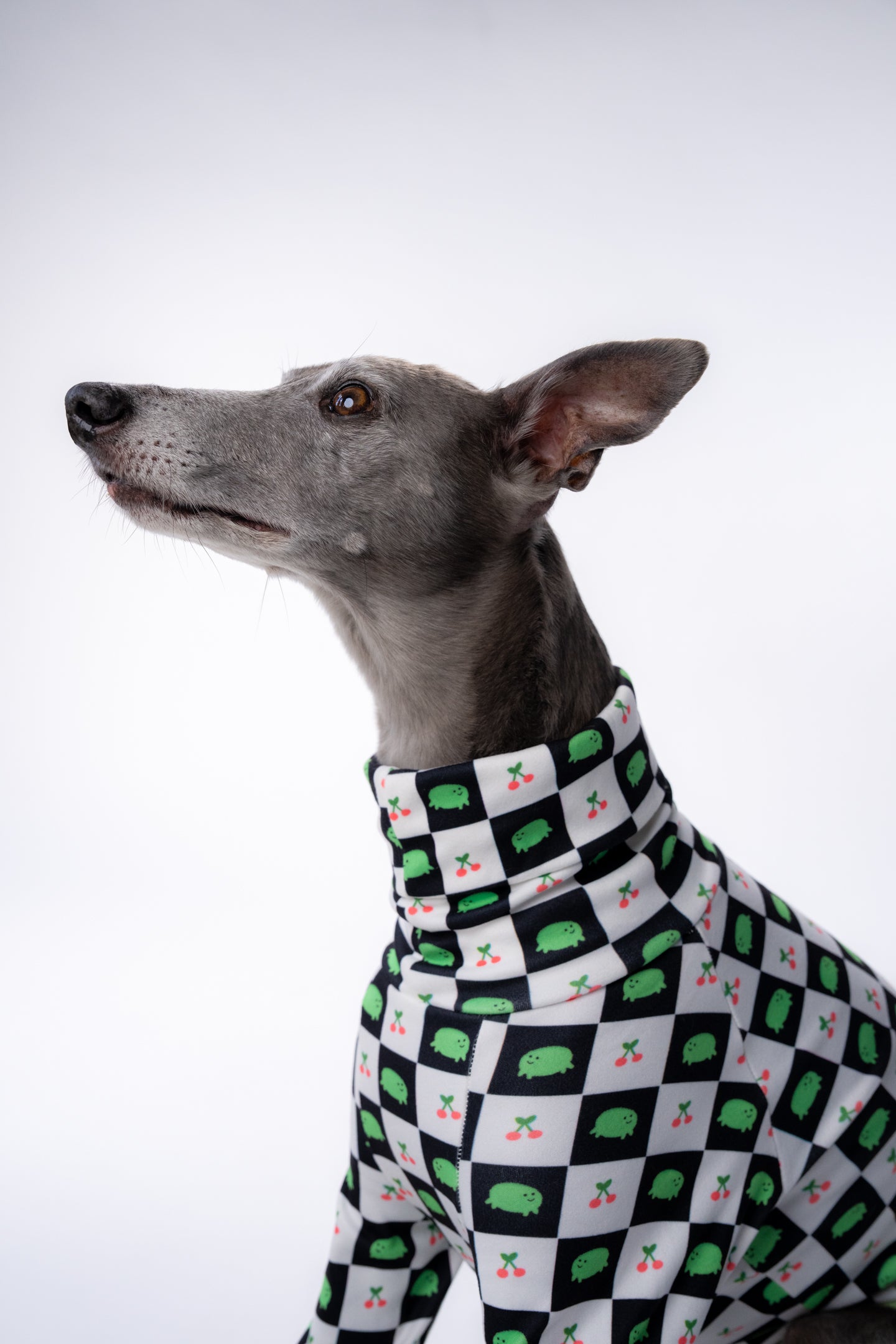 whippet looking up and showing a turtle neck stretchy dog jumper.