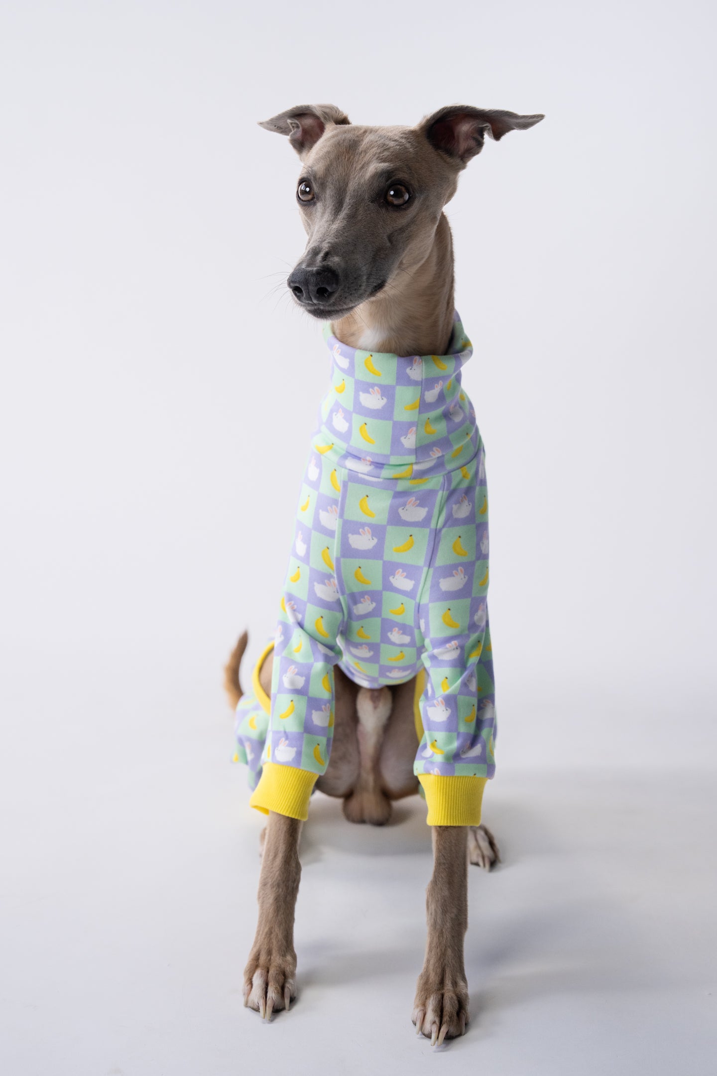 medium dog clothing on a whippet showing the pajamas for sighthounds, made from soft, breathable fabric.