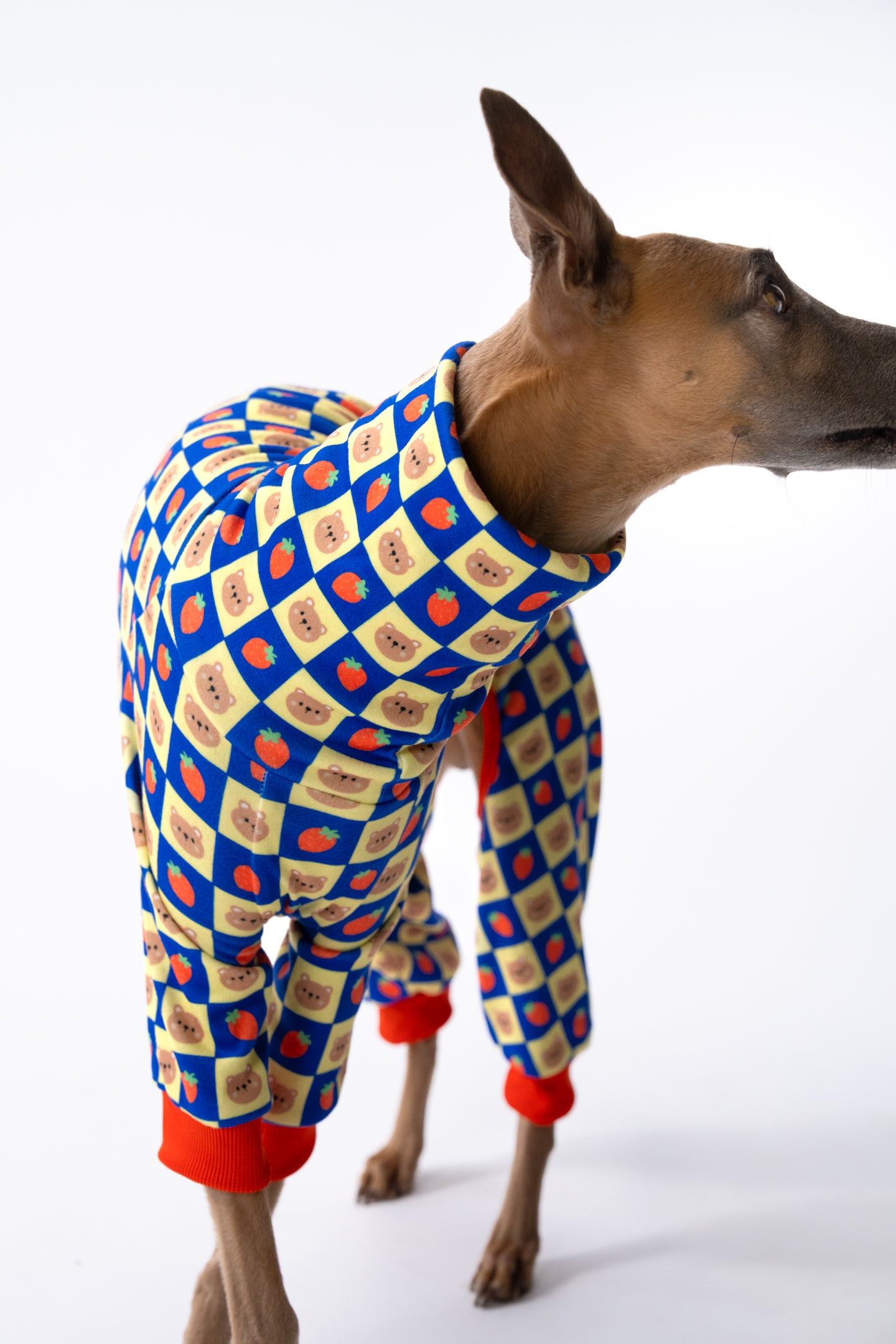 a whippet showing how the clothing is fitted to their very specific shape, slim necks, deep chests and small waists.