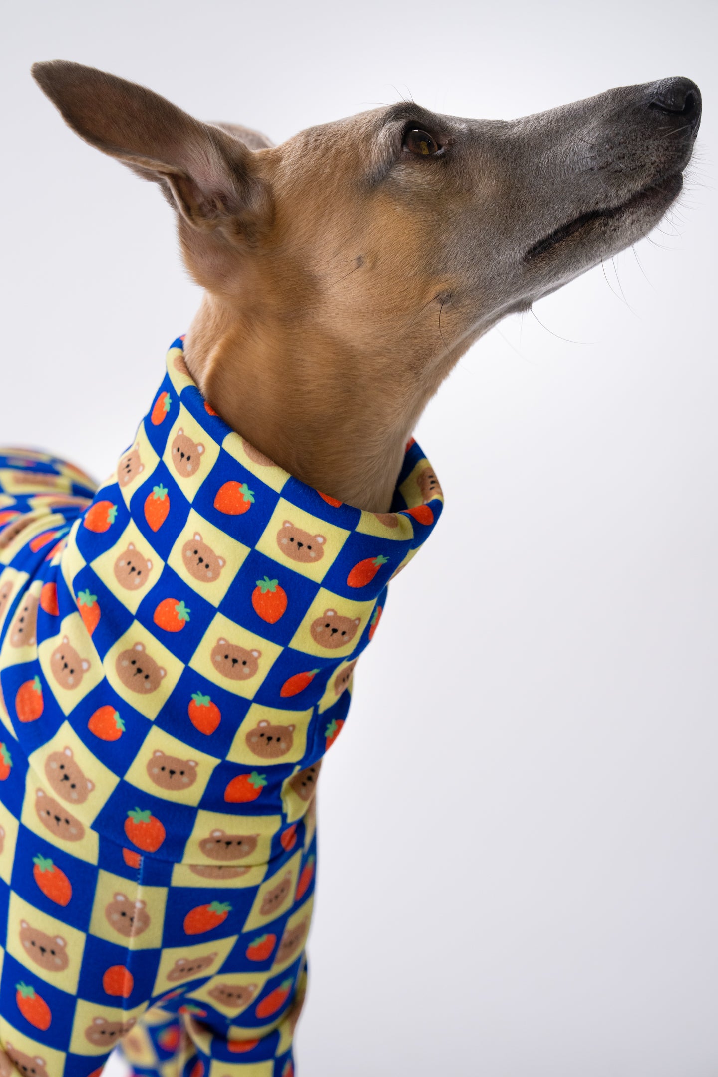 whippet looking up and showing the poochie keen turtleneck design and flexible fit. a close-up on the bears and strawberry print.