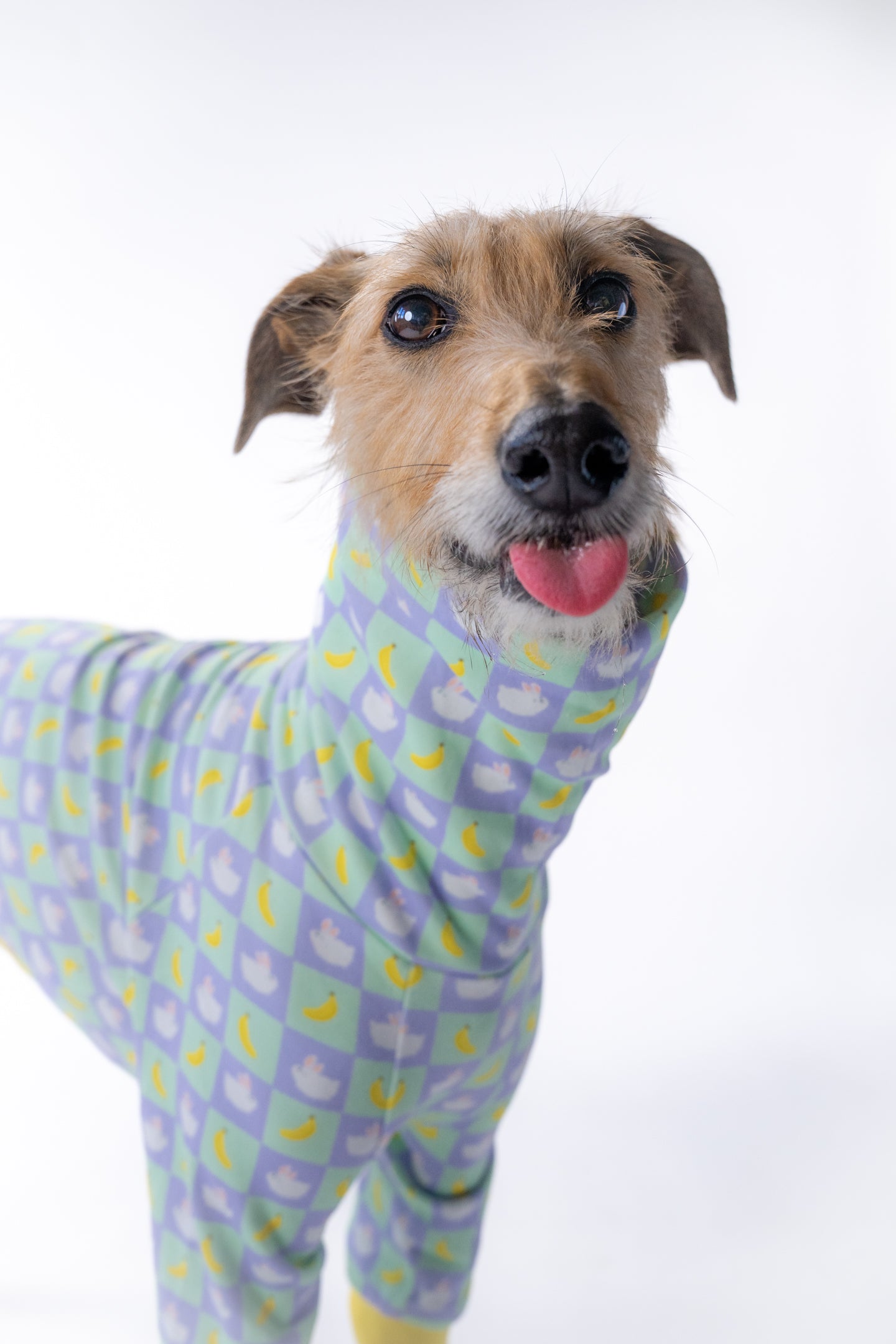 a lurcher with its tongue out in our bunny pattern wind-repellent large dog jacket
