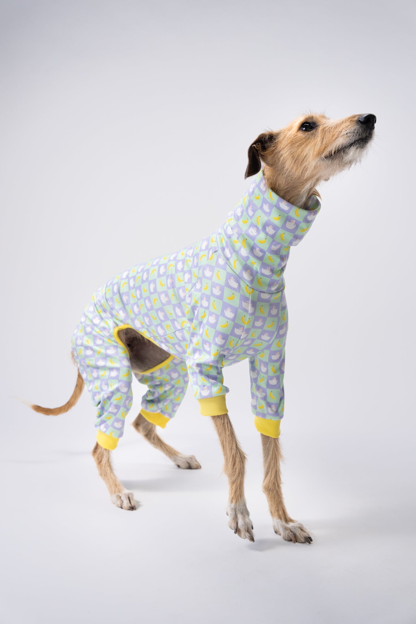 large dog pjs modelled by a greyhound cross saluki. the dog clothing is bold and unique and has hand-drawn bunnies and bananas and is in a pastel checkered pattern.