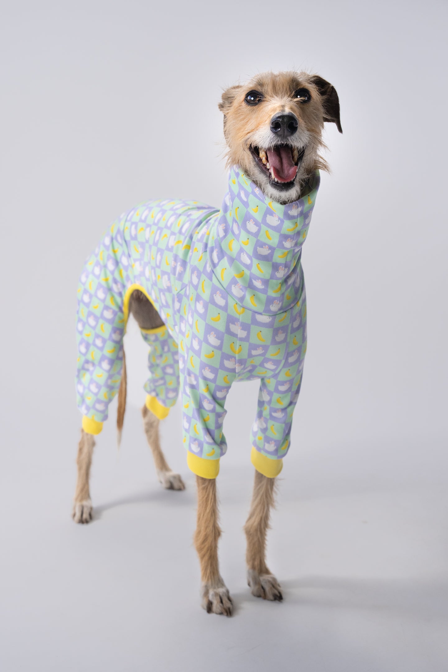 Large lurcher wears a bunny and banana print dog oneise, showing its soft material.