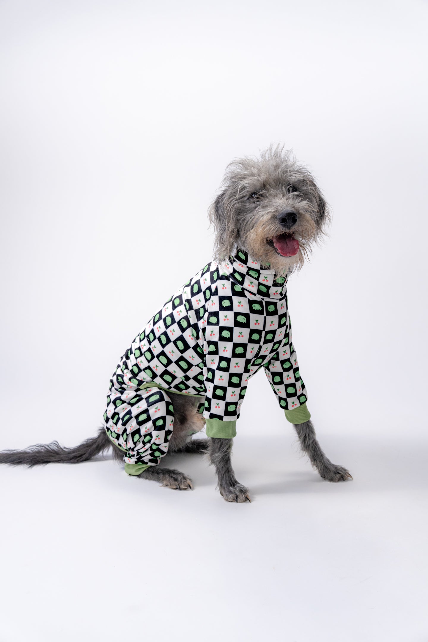 a bedlington whippet wearing unique and stylish dog apparel.