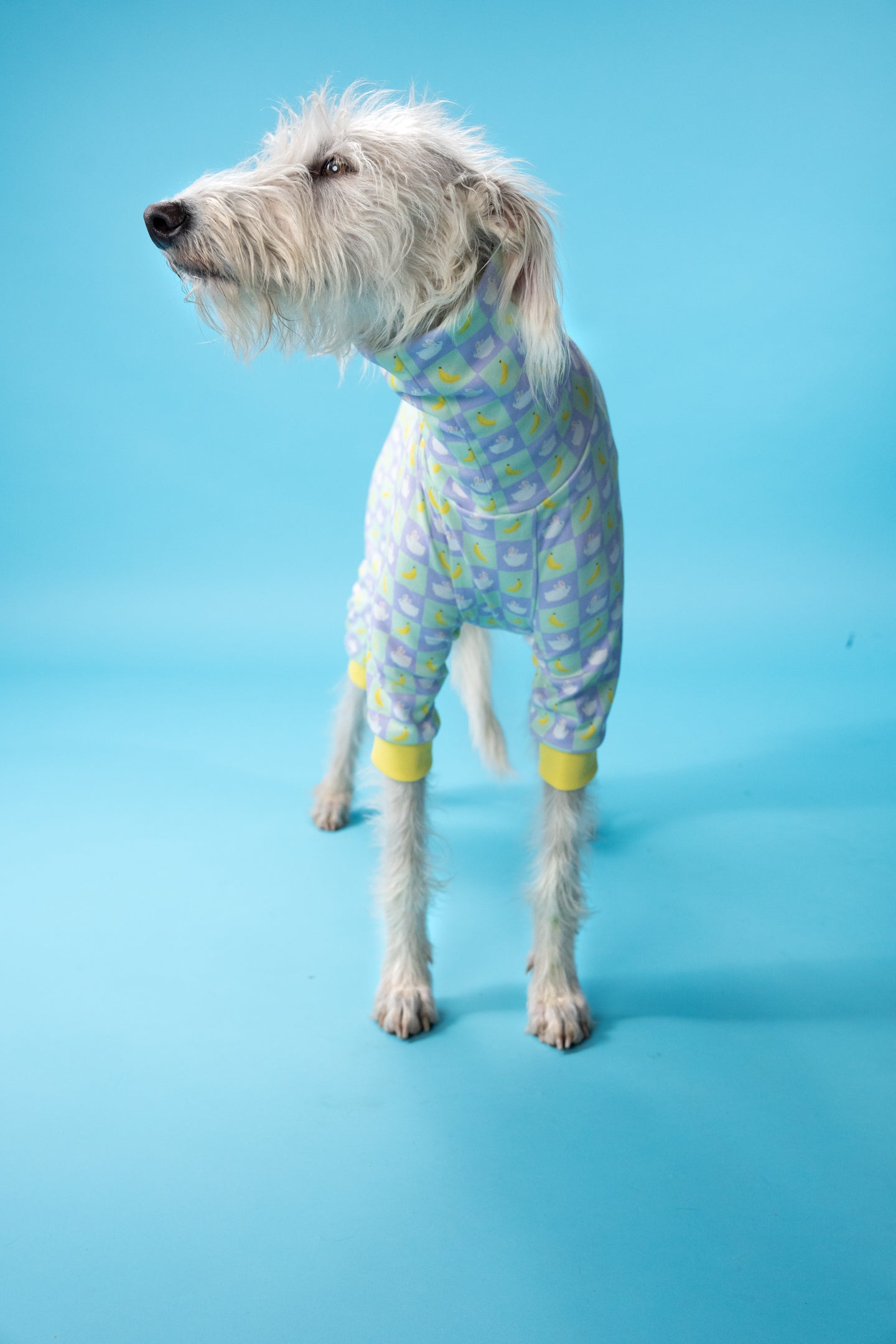 a white mixed breed rescue XL dog modelling our chequered dog pj's. the dog clothing has a fitted design, created for sighthound builds.