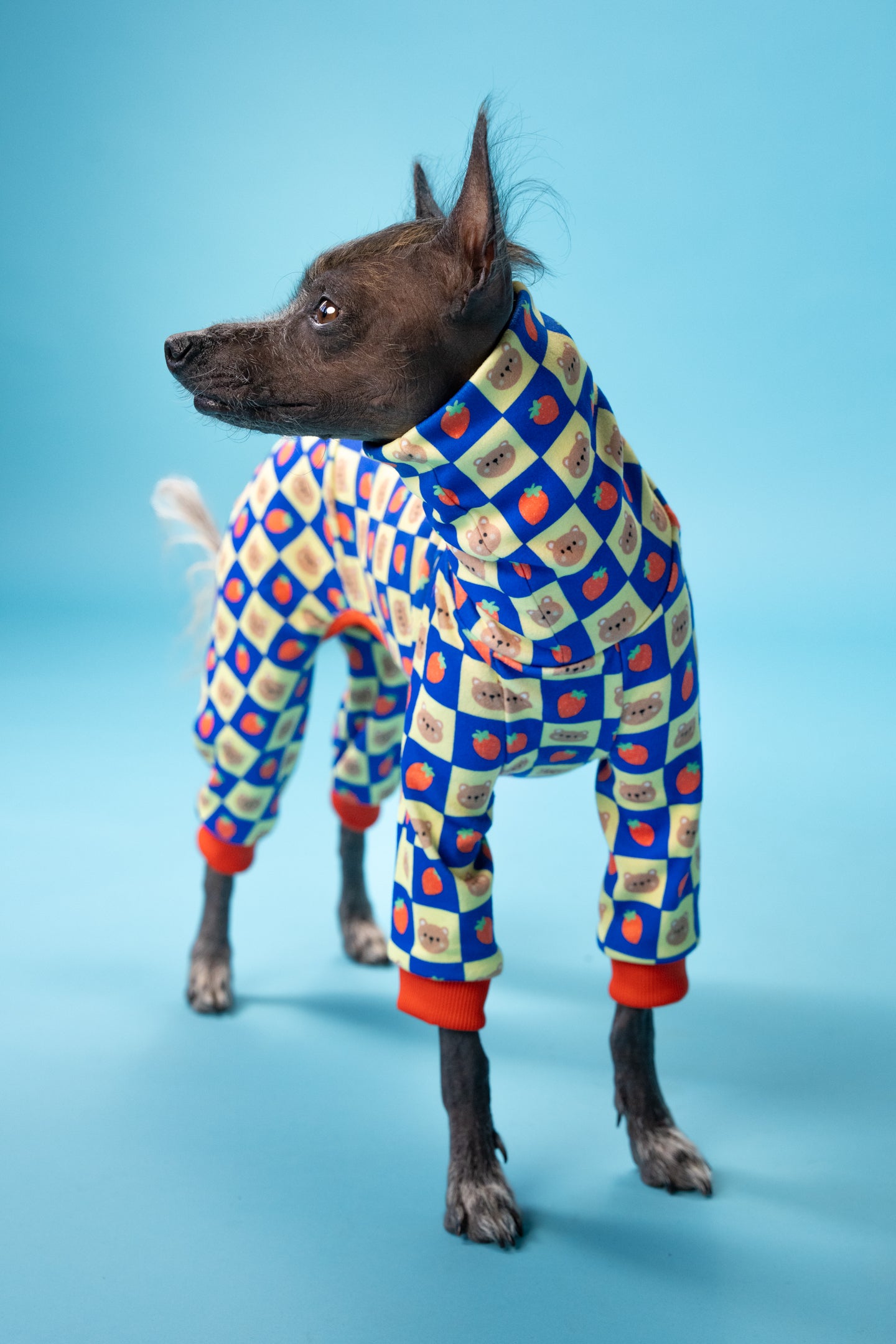 small dog clothing on a hairless dog showing the materials on sensitive skin.