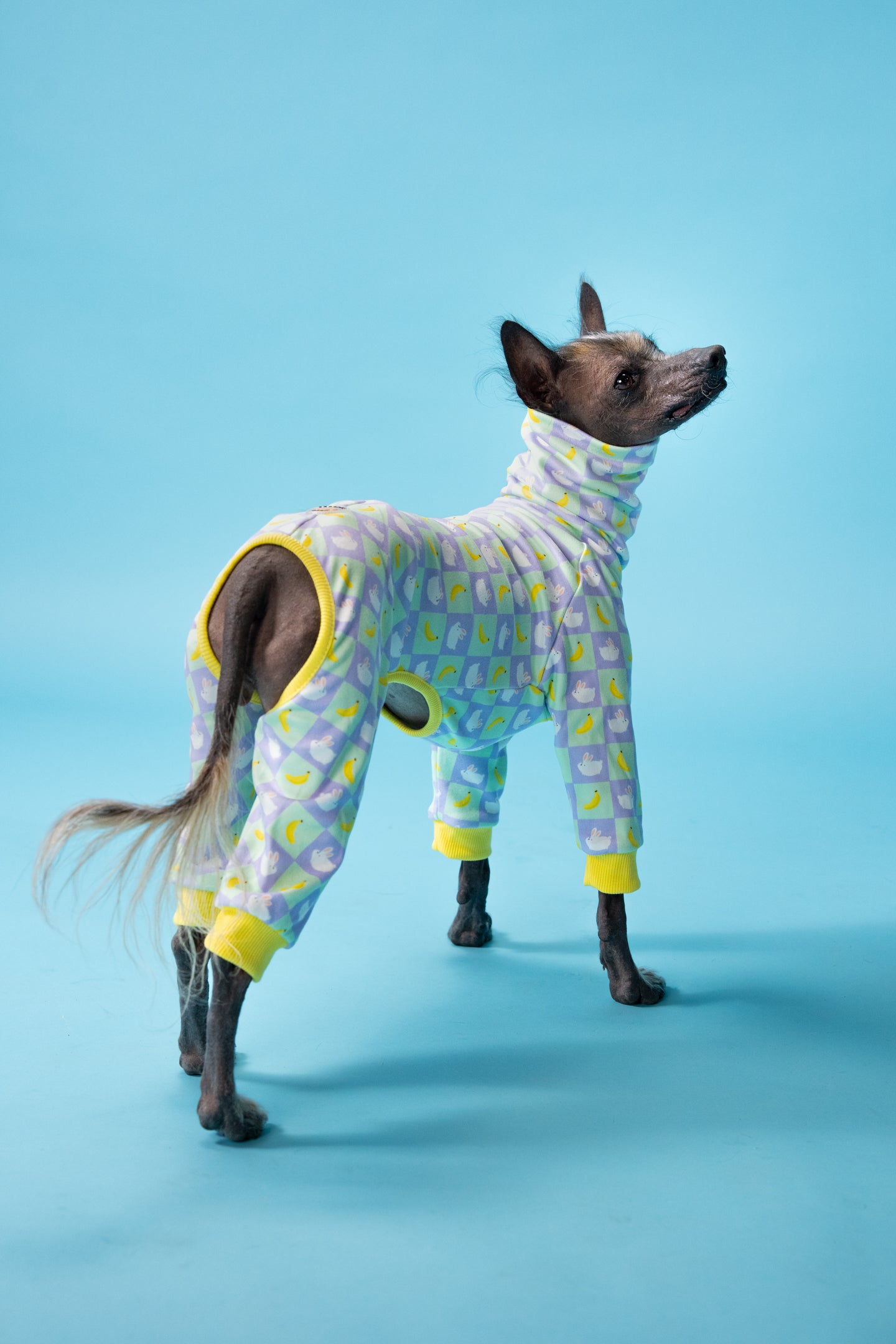 small dog clothing in a adorable print modelled by a xolo in a studio with a blue background. the suit has pastel colours and unique hems.
