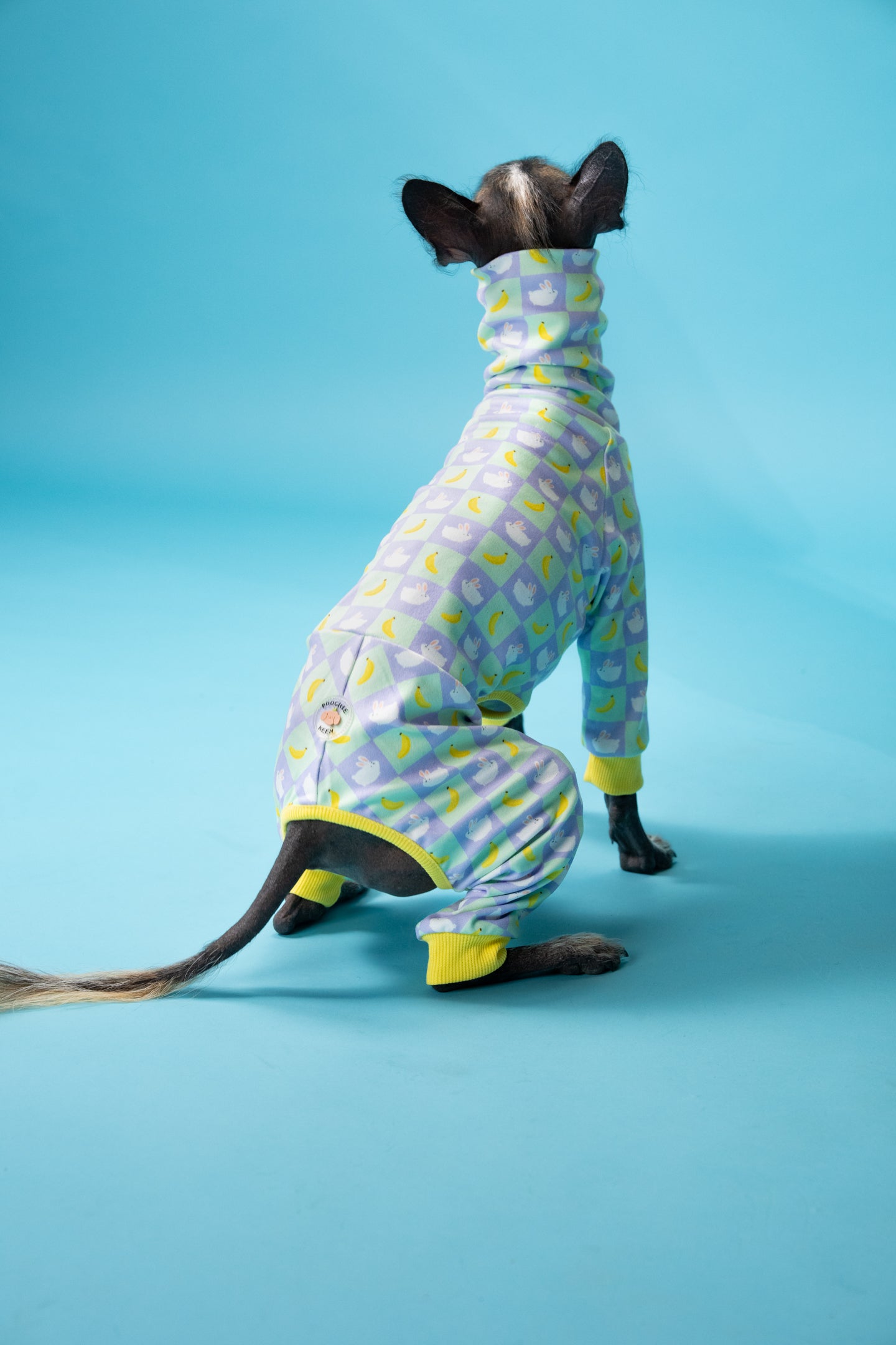 Dog in motion wearing full-body pajamas, highlighting fit and stretch for active sighthounds.