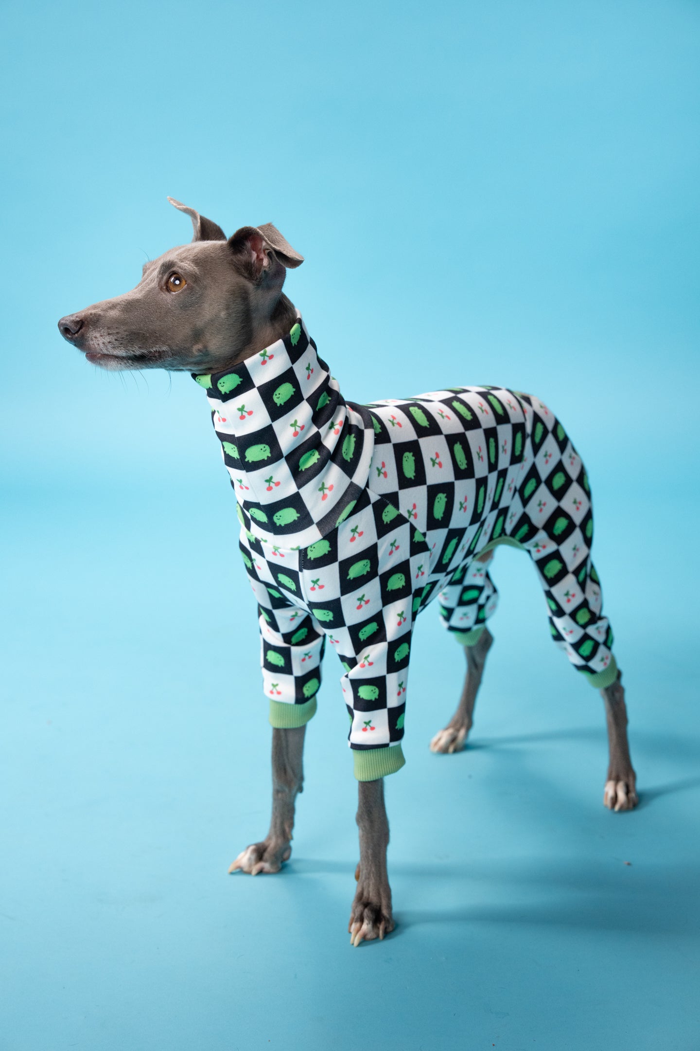 iggy clothing on an italian greyhound looking up in studio, ready for playtime!