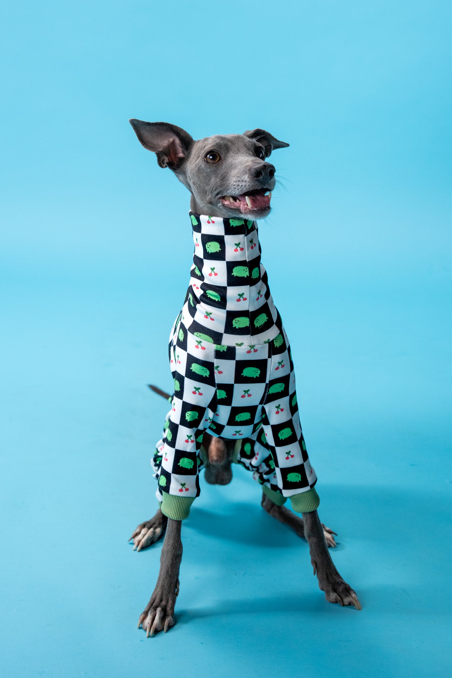 Green frog and red cherry dog onesie on a playful iggy, designed for hairless or chilly dogs.