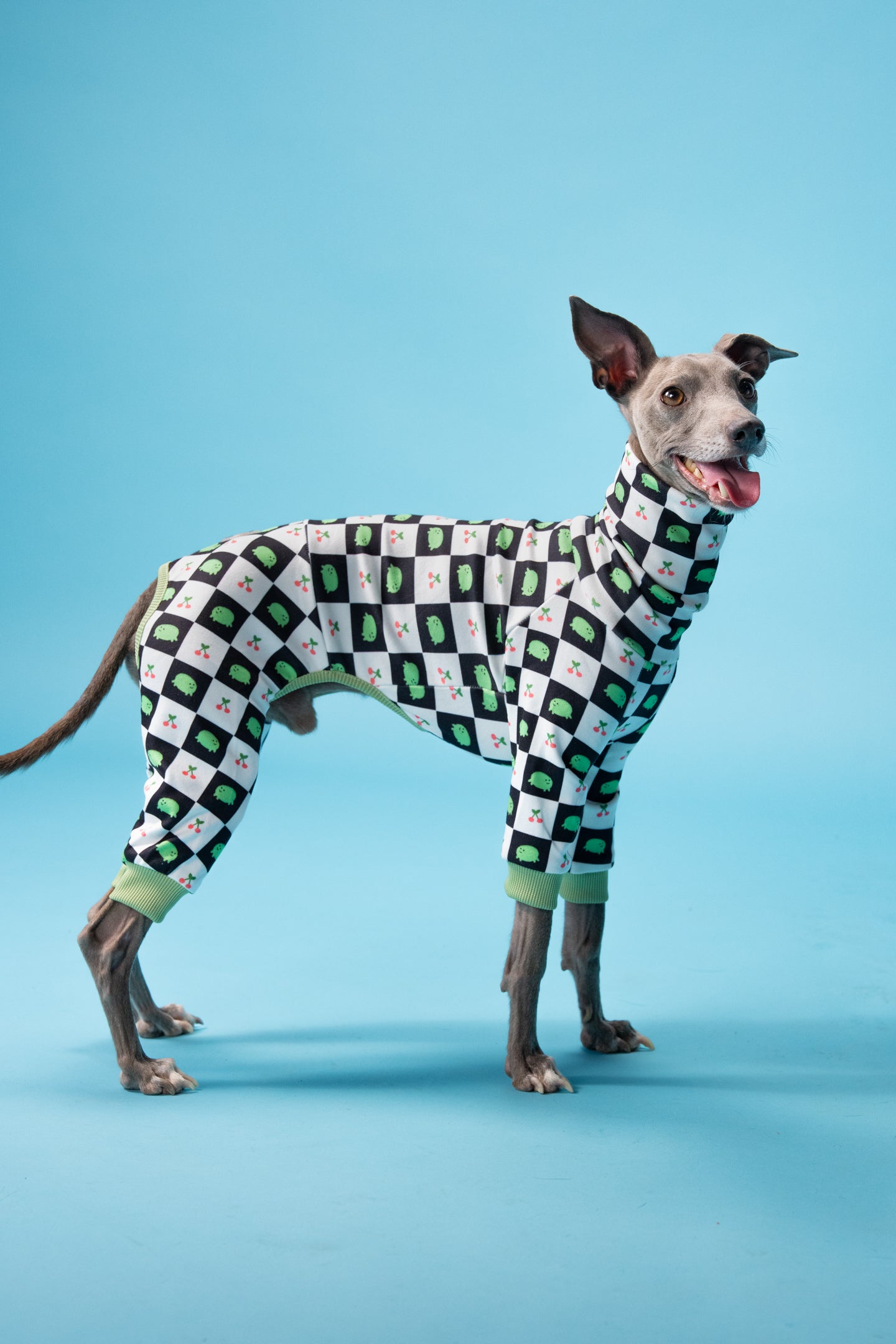 Italian Greyhound in a frog and cherry pattern onesie with a soft turtleneck collar.
