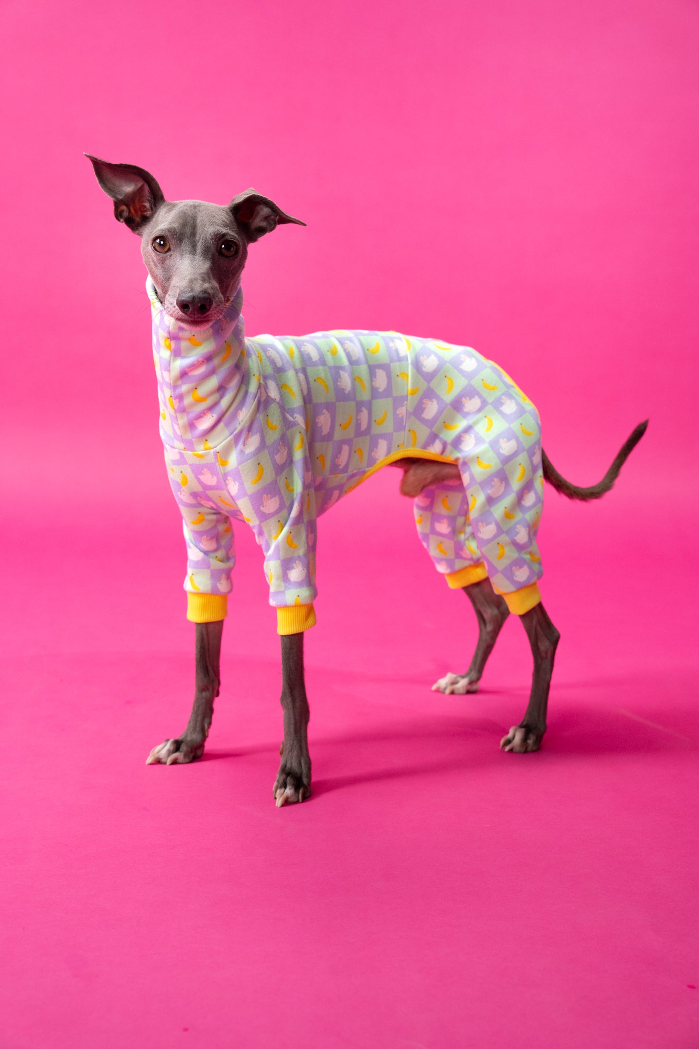 bold dog clothing on a small iggy. showing the fit on long bodies and deep chests. the pattern of the dog onesie has animals and fruit.