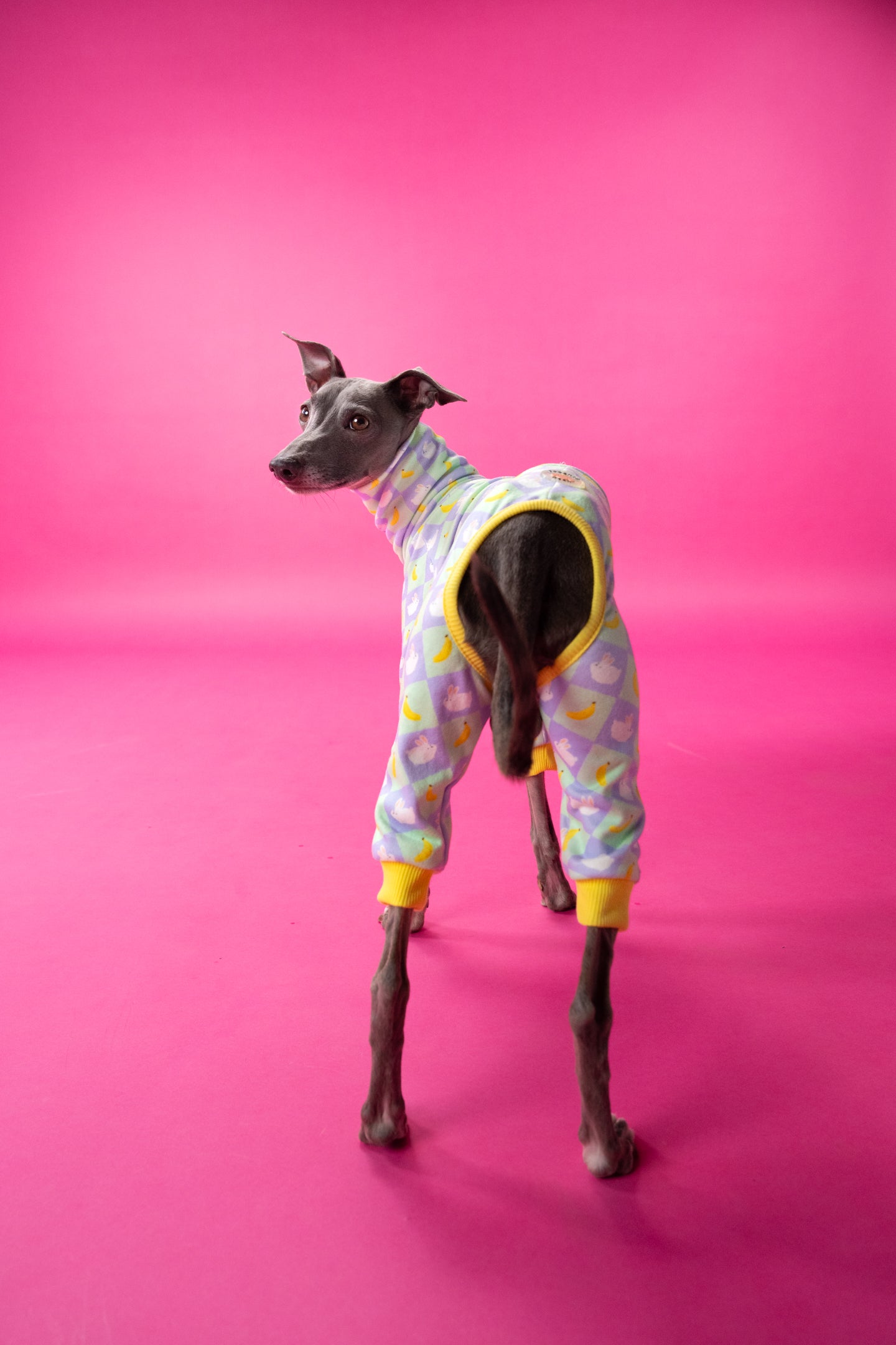 italian greyhound pyjamas back-view. the material is soft and stretchy.