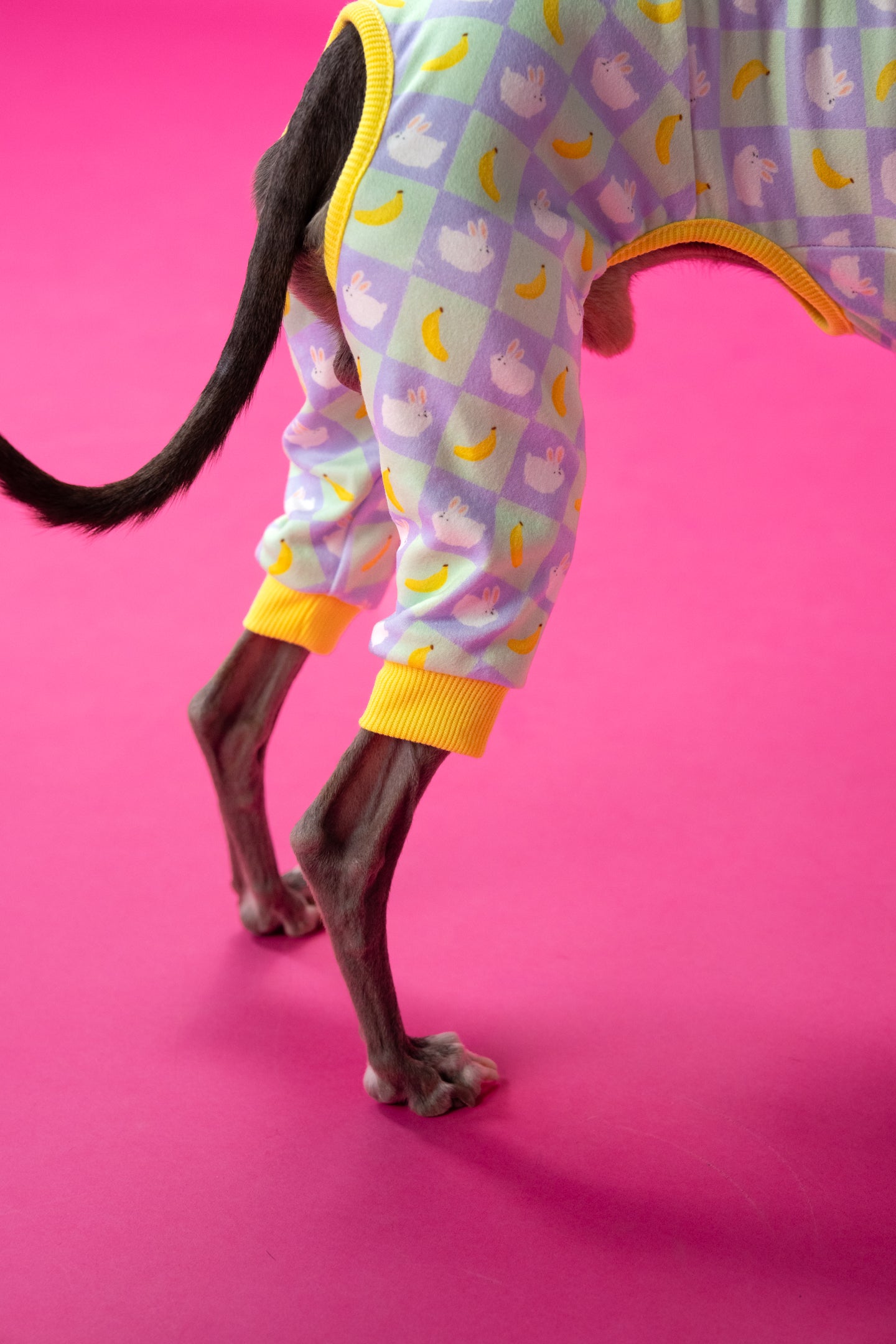 close-up of purple yellow and green high-quality dog clothes. modelled by a small dog.