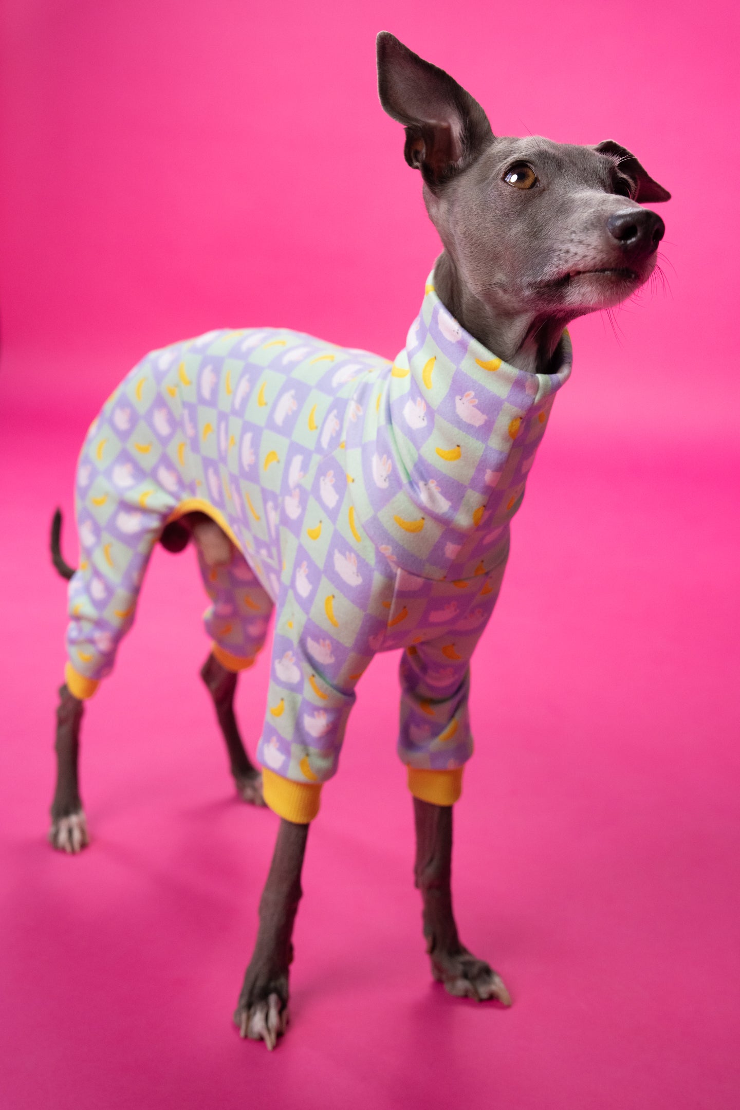 head-tilting iggy in our kawaii print bunny and banana onesie. showing the fit on deep-chested, long leg breeds