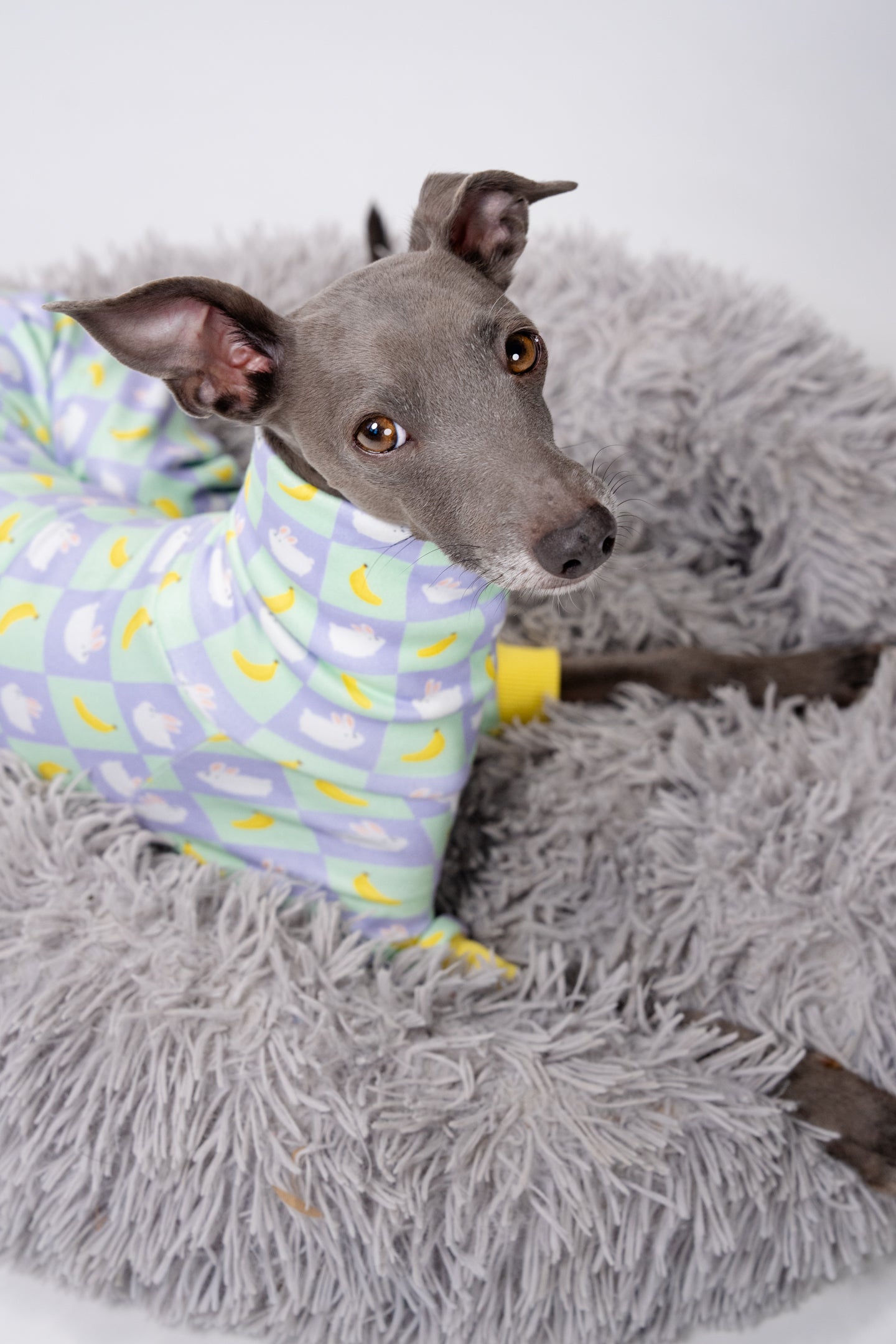 A cute italian greyhound in pjs snuggled up on a donut dog bed, ready for a cosy bedtime.