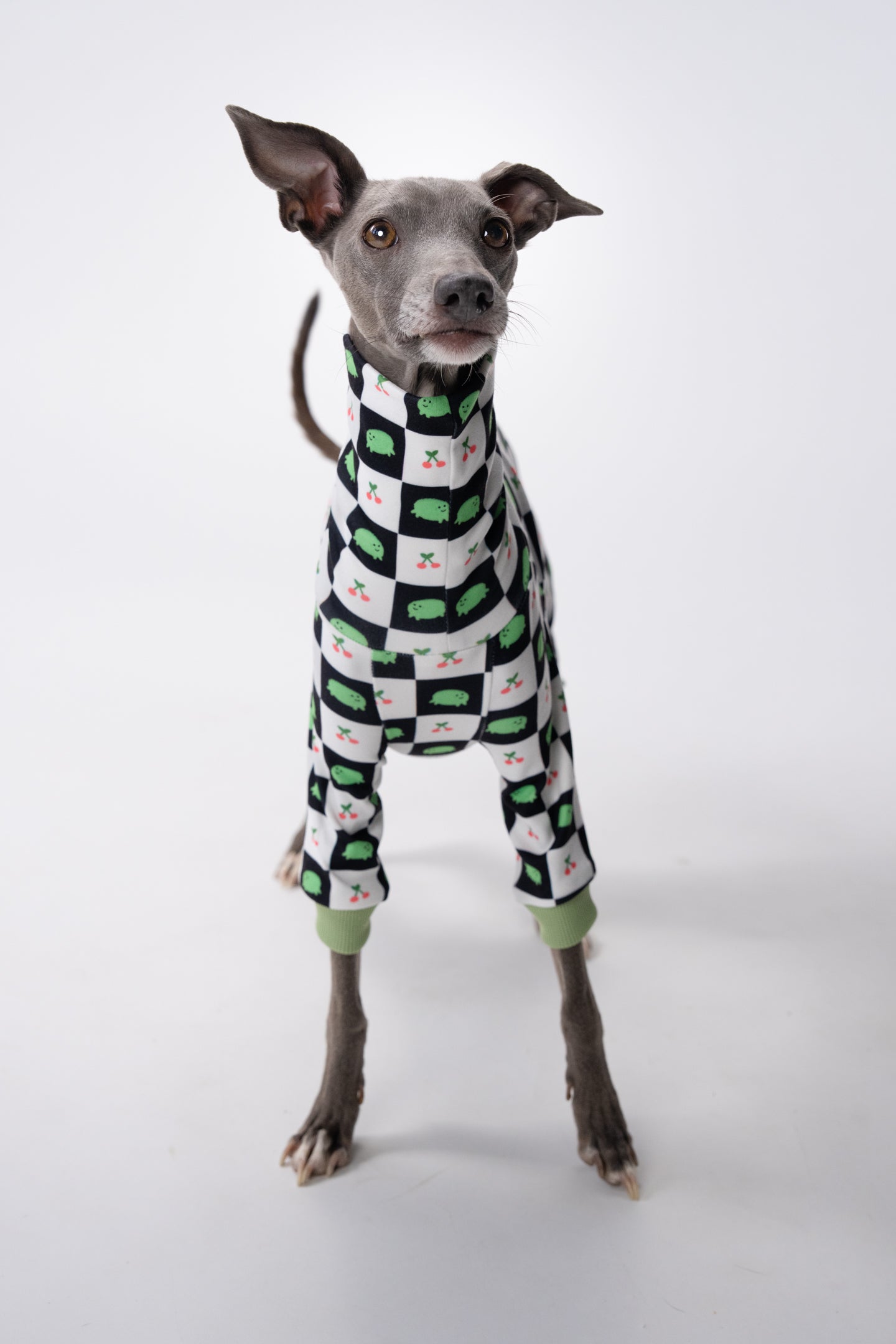 an iggy wearing kawaii frog print clothing.