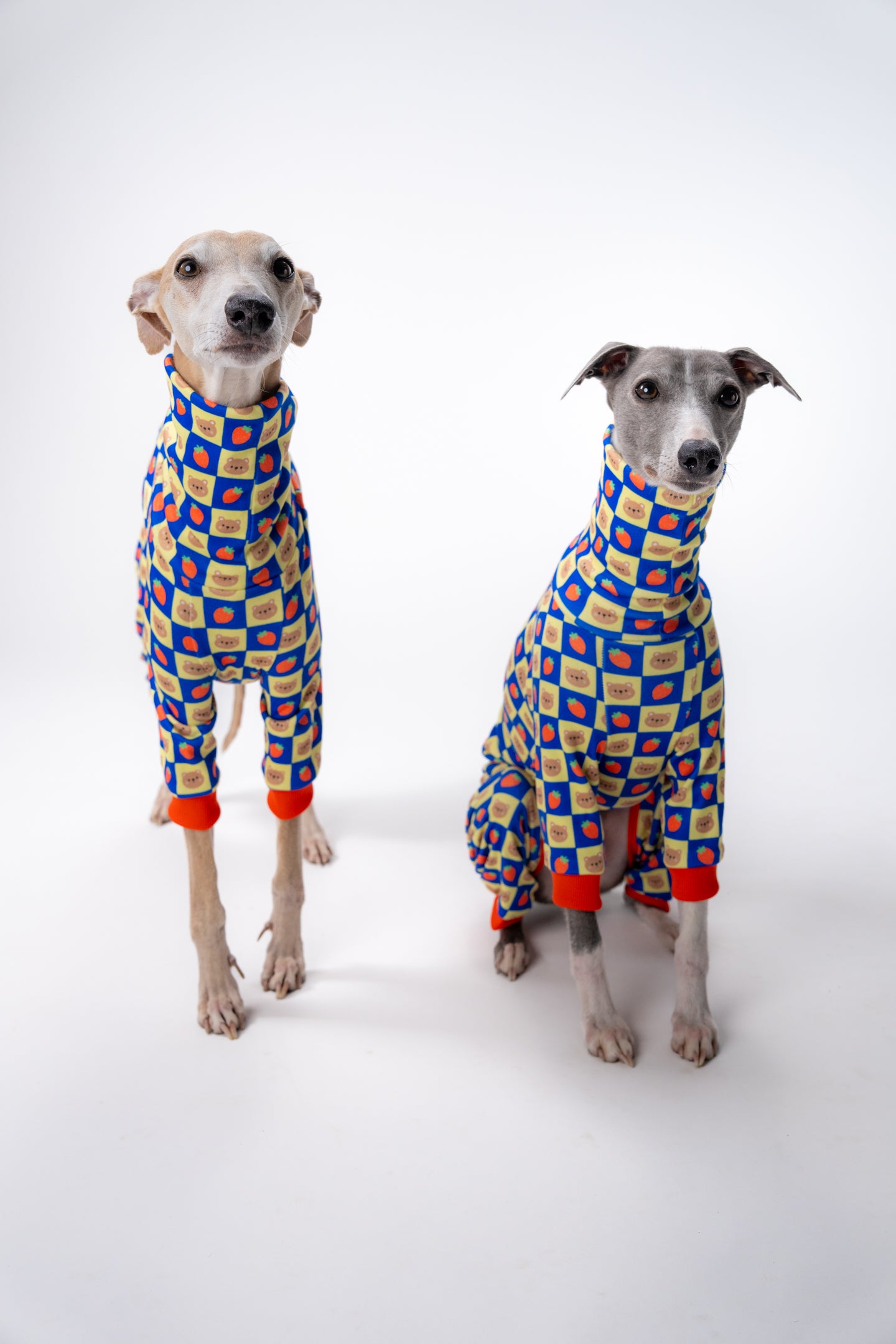 two whippets looking to camera in 4-legged stylish medium dog clothing.