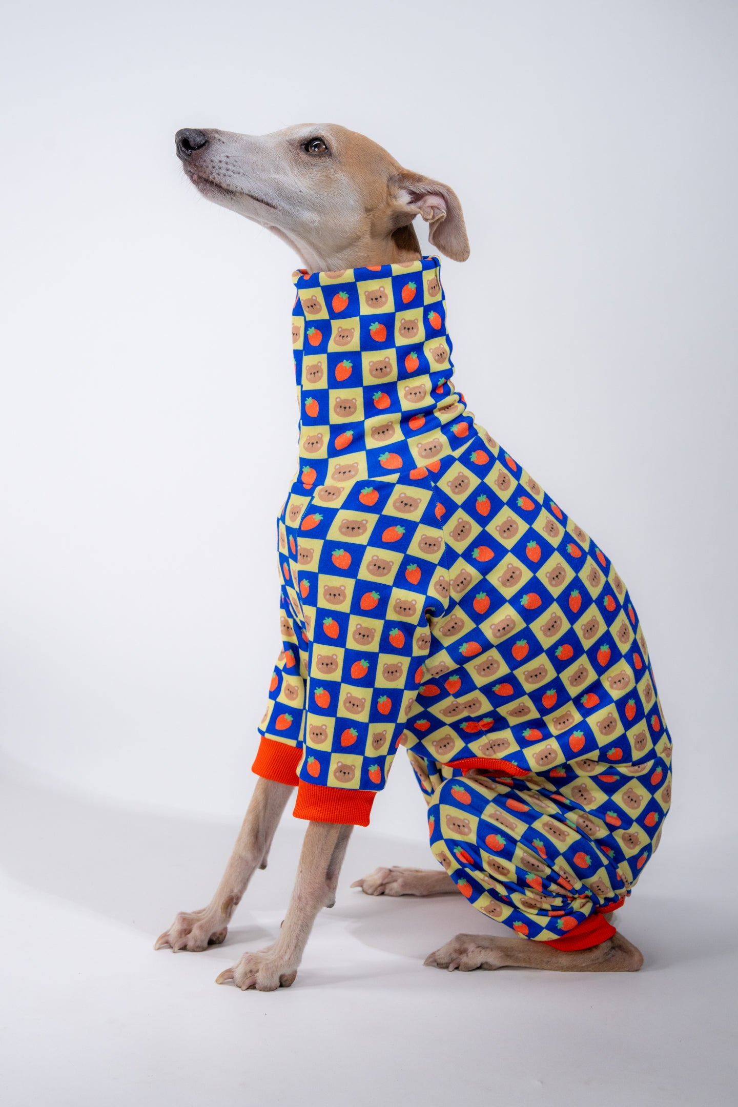 a medium dog in our sighthound specific dog clothing. the pattern is funky.