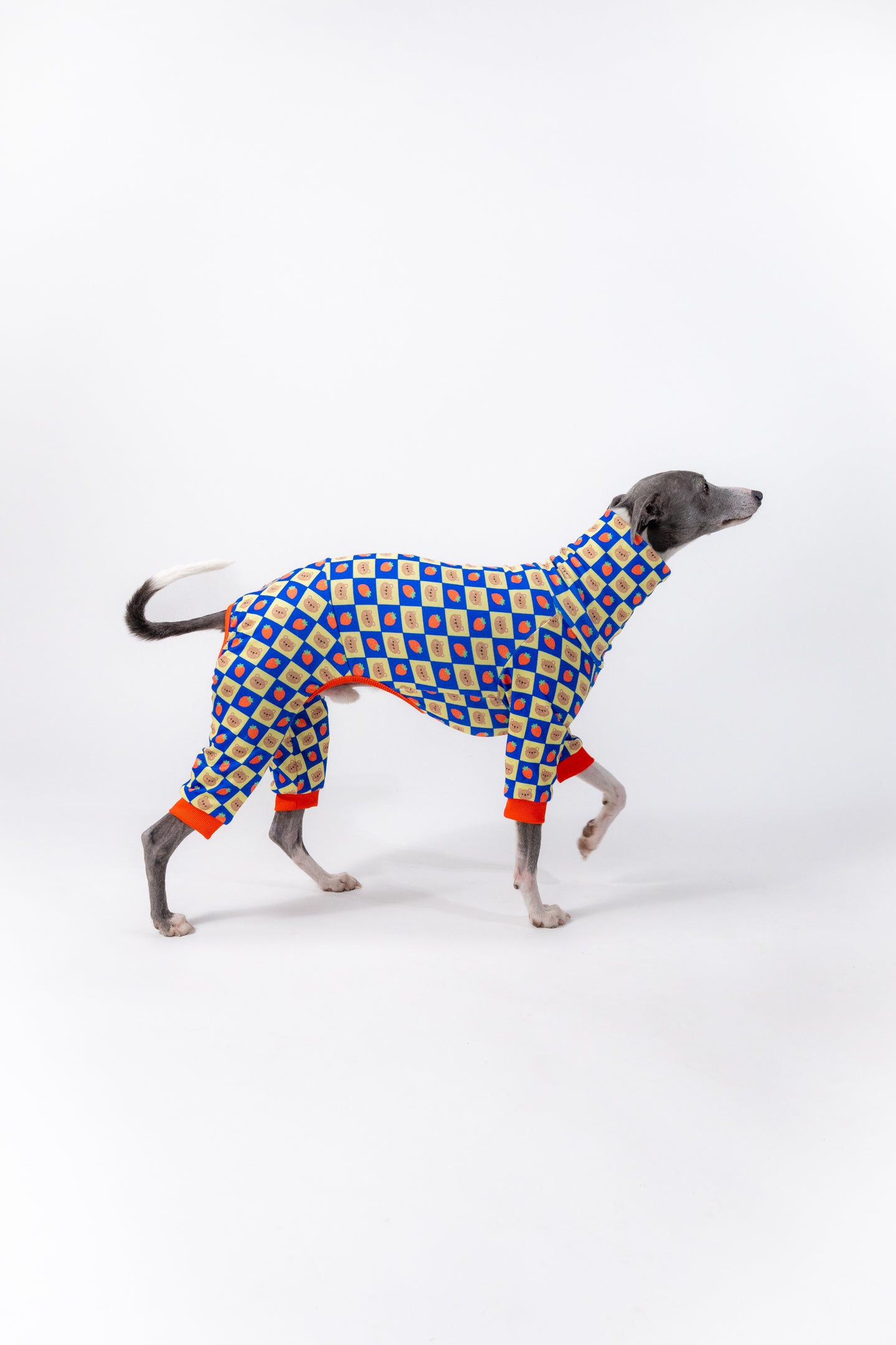 a whippet walking in our bear and strawberry cute dog clothing.