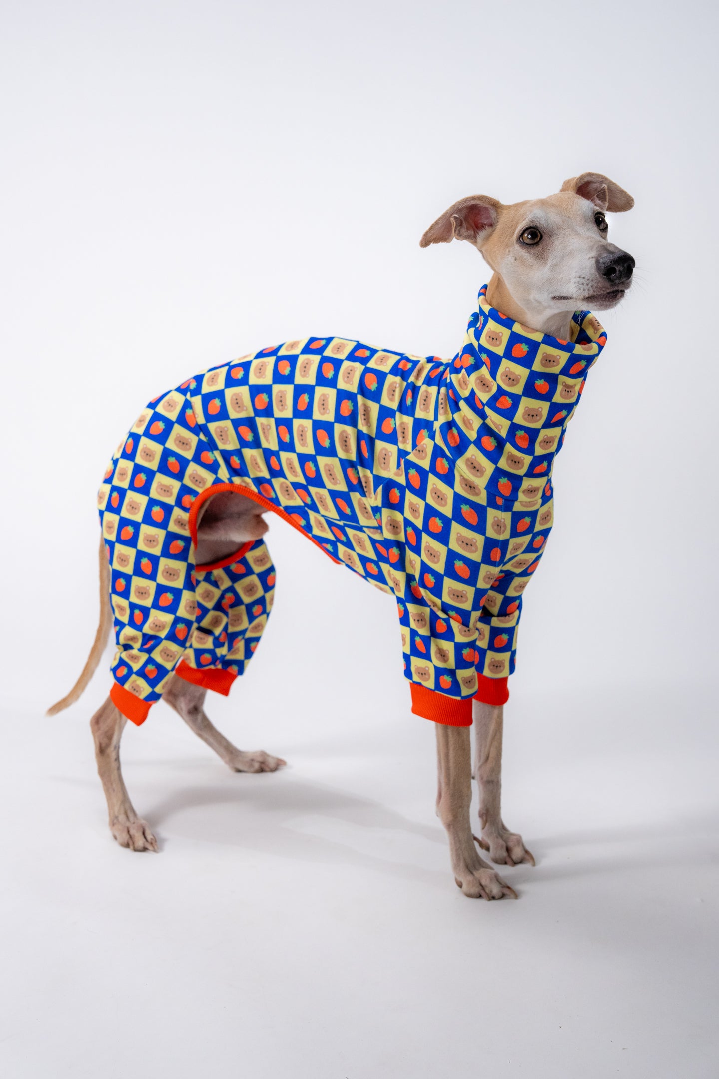 a whippet in our unique dog outerwear. showing the slip on design on a deep-chest.