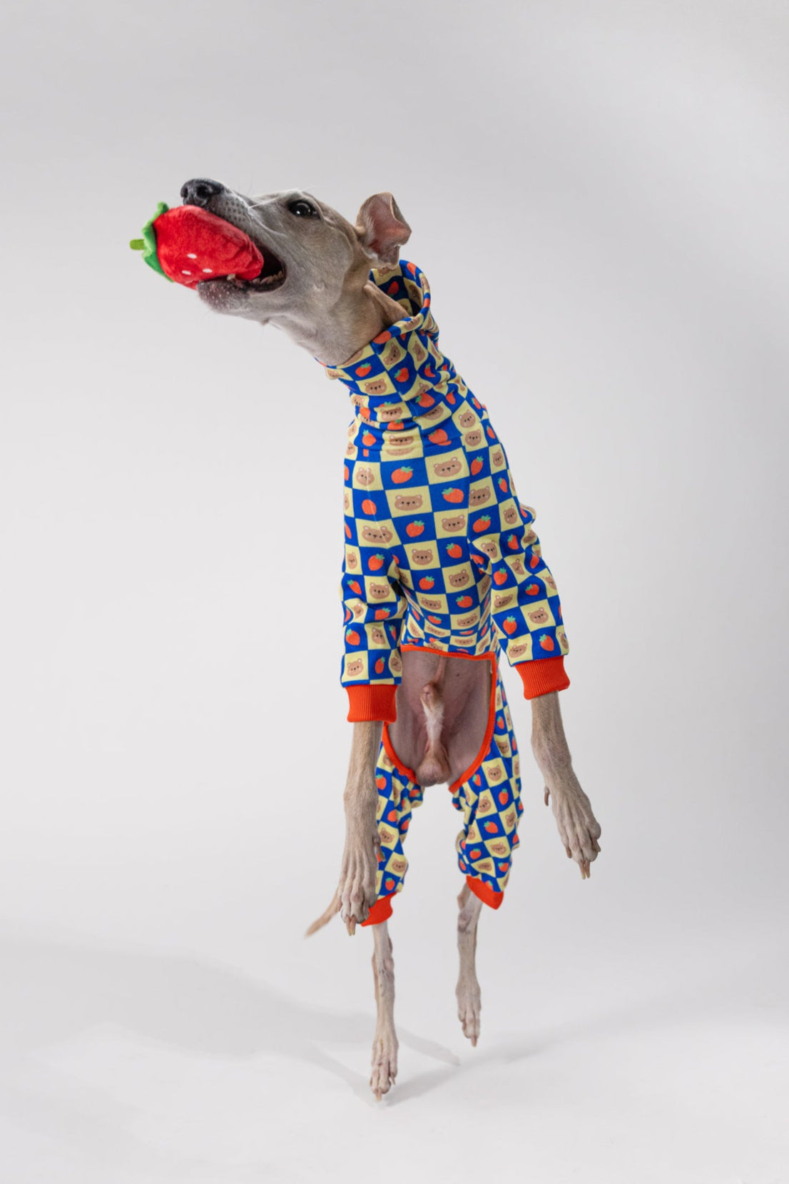 a whippet jumps for a dog toy in the bear and strawberry patterned dog onesie