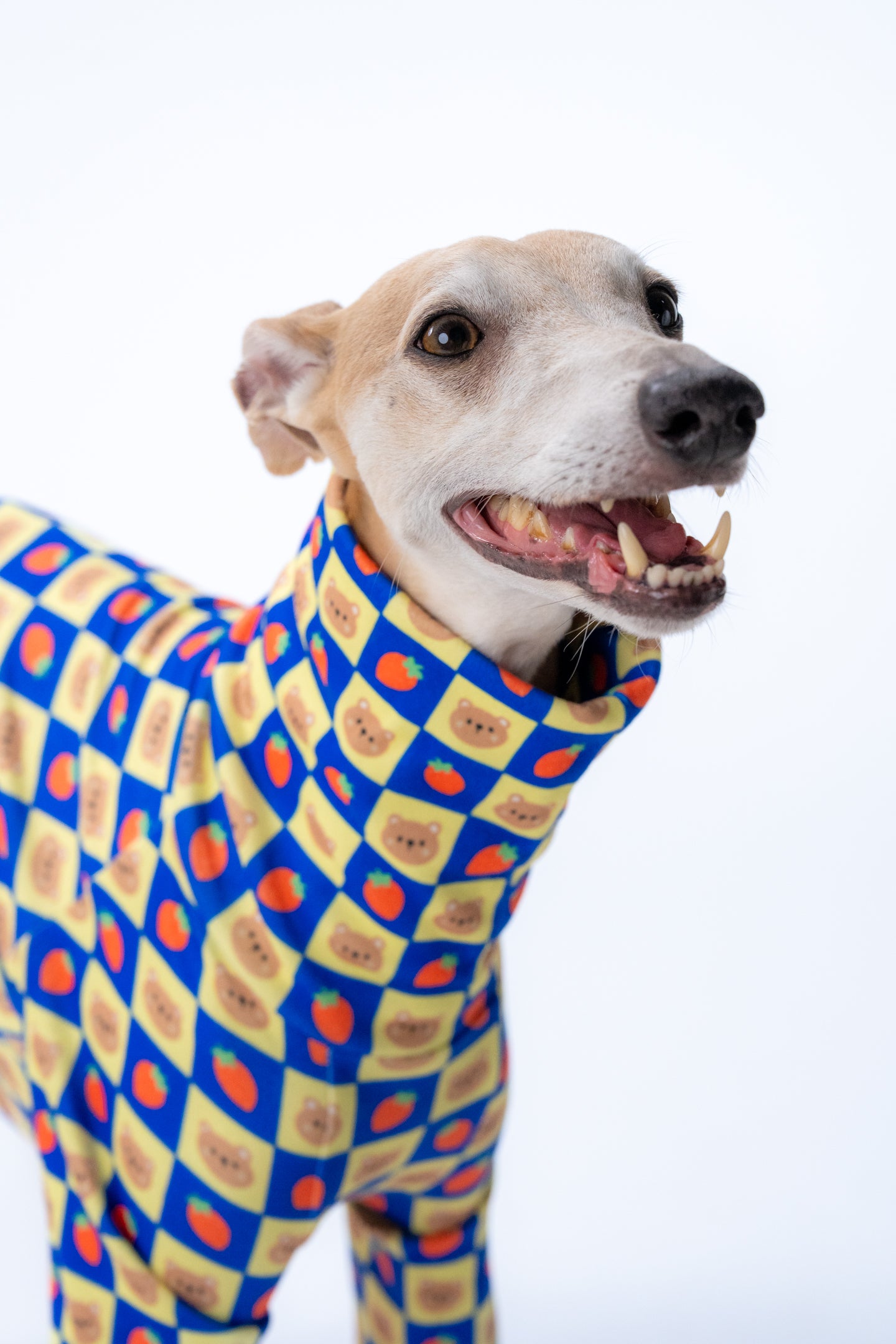 smiling whippet in soft red dog pajamas with playful cartoon bear design, in a studio.