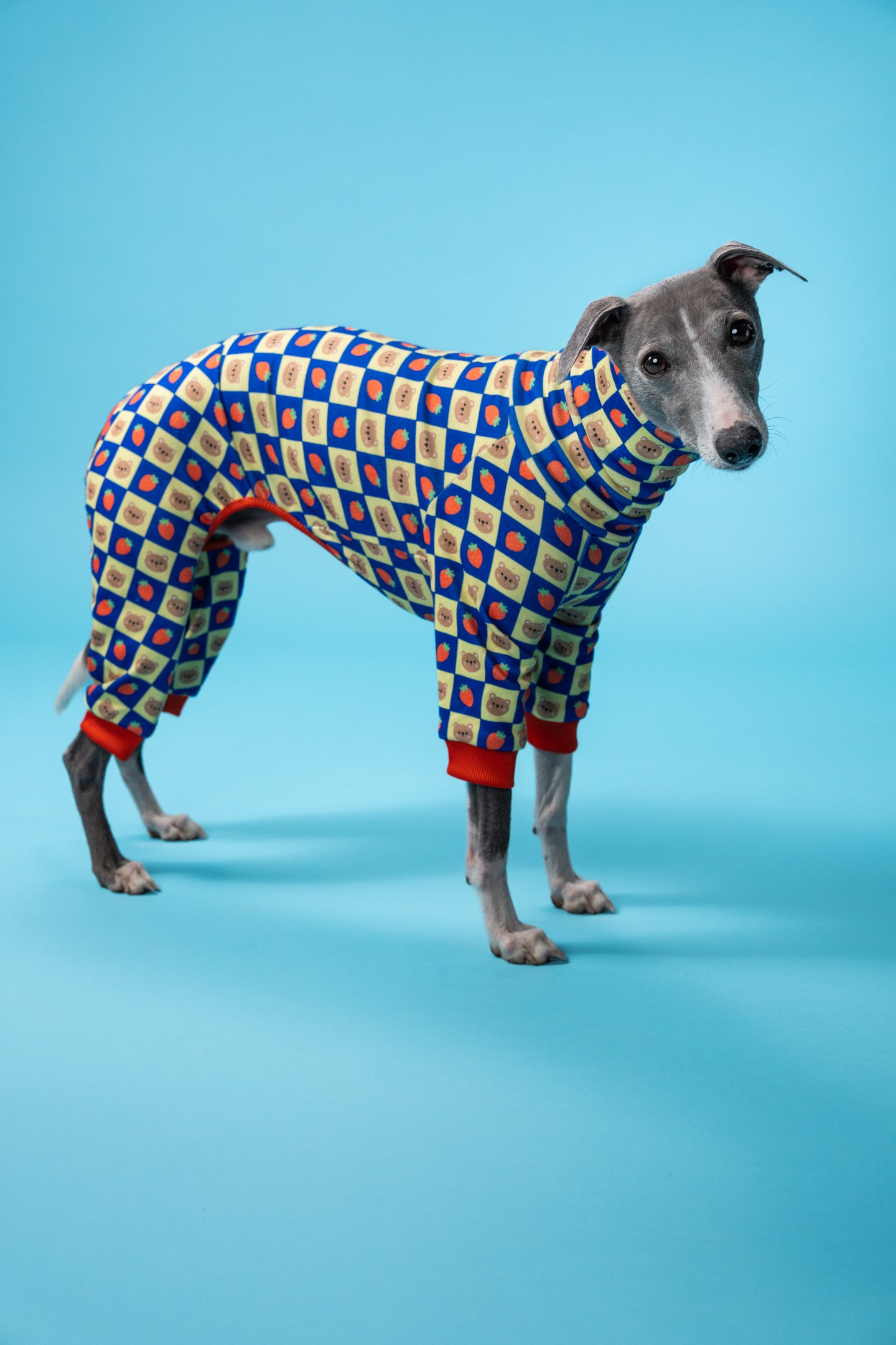 whippet on a blue background in sighthound pj's. the dog clothing is red, yellow and blue with little bears and strawberries on the pattern.