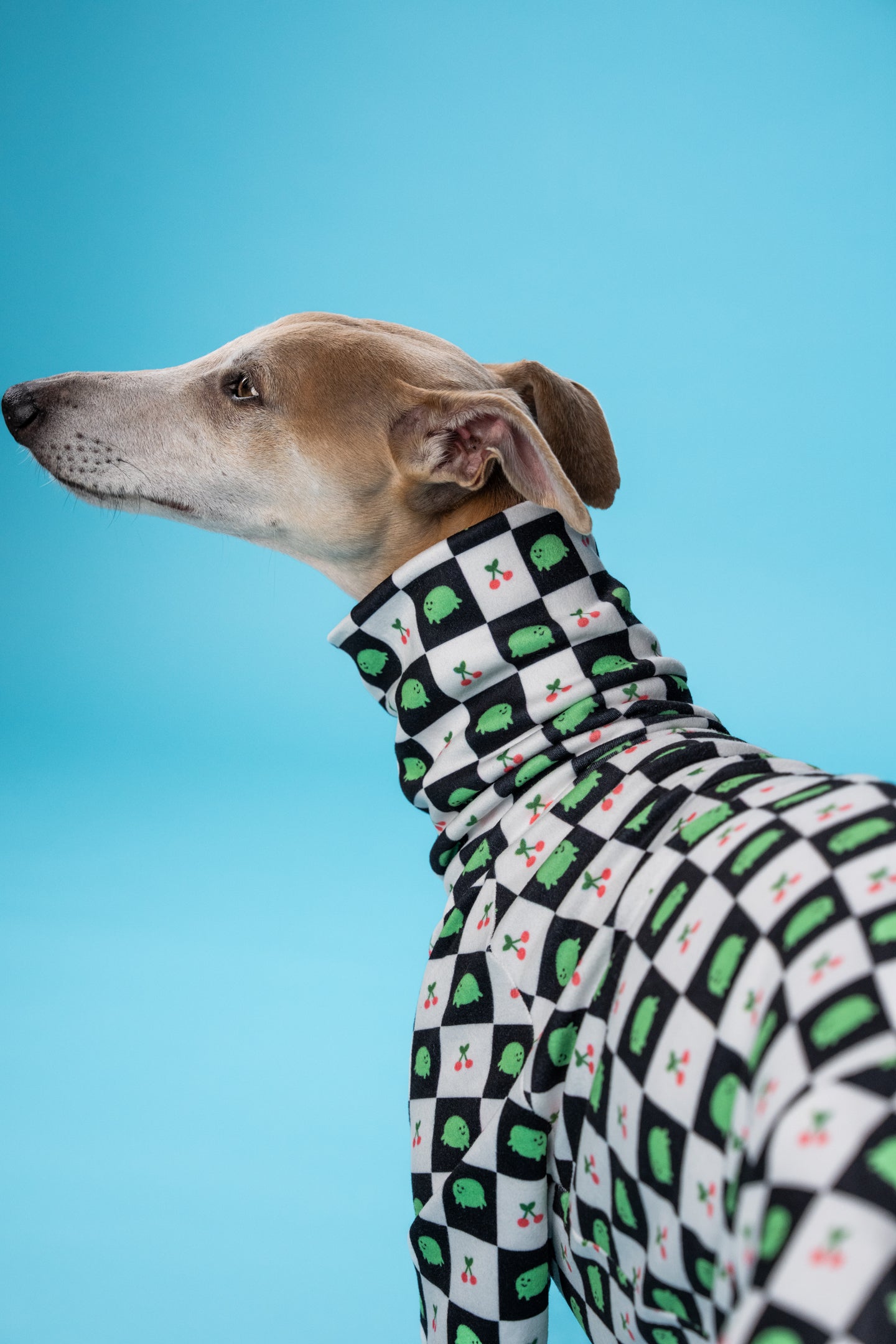 Playful frog-print pajamas on a Whippet, made for sighthounds with narrow builds.
