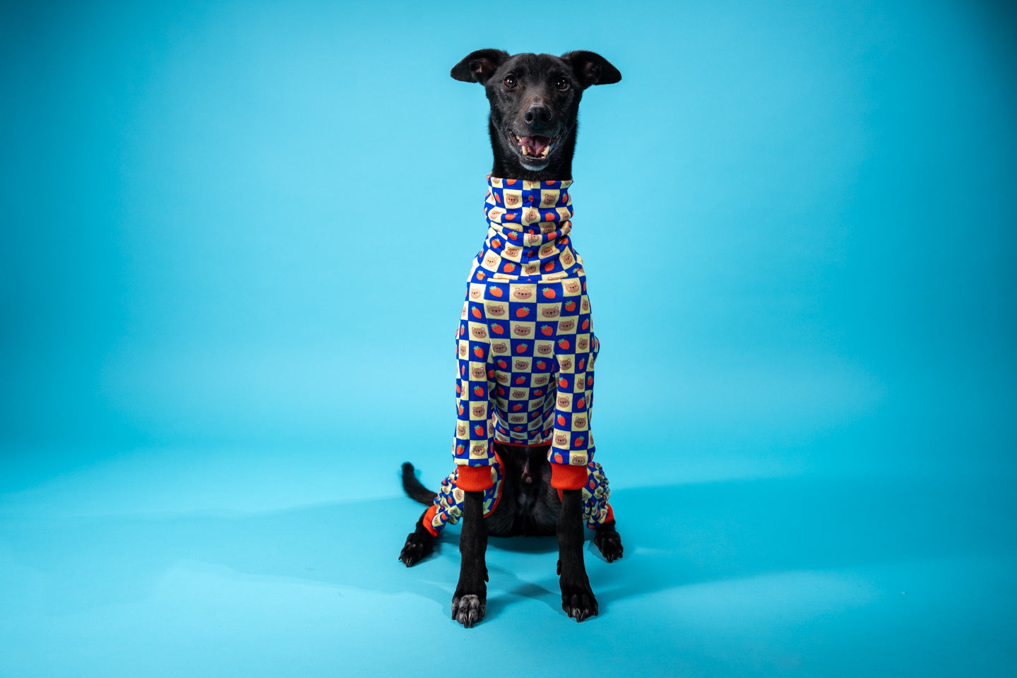 Smiling black sighthound in Poochie Keenβs Bear Suit β a colourful bear and strawberry dog onesie, perfect for slim breeds.