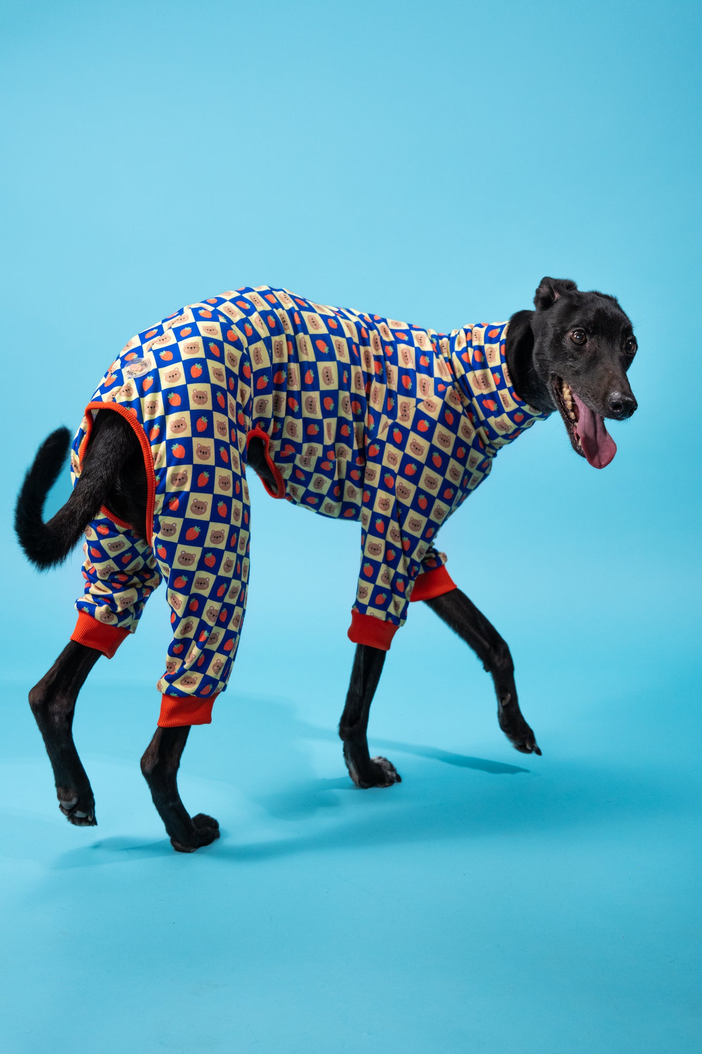 a playful large dog wearing our bigger size dog suit. the dog is an active sighthound.