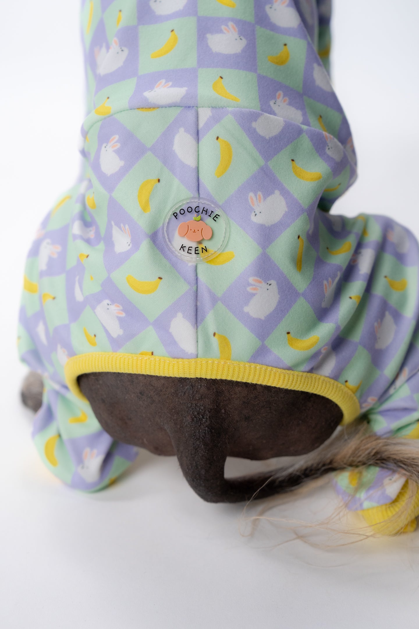 a xolo wearing our adorable and durable fabrics.