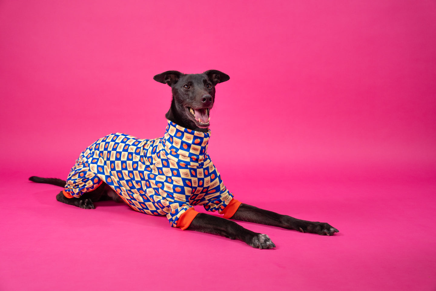 a deep-chested large greyhound lying down in fun dog pyjamas with bears and a strawberry design.