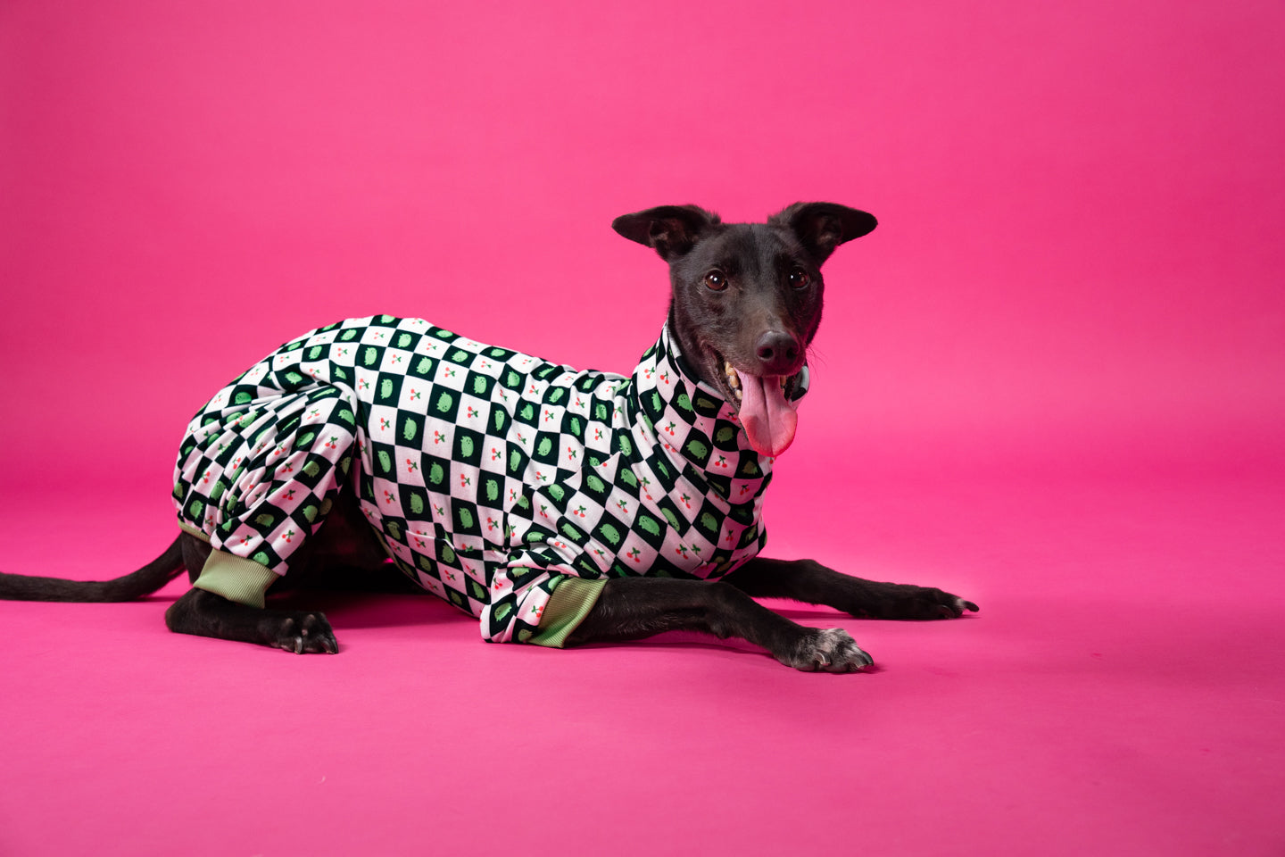 greyhound wearing Poochie Keen's Frog Cherry suit while relaxing, showing full stretch and fit.