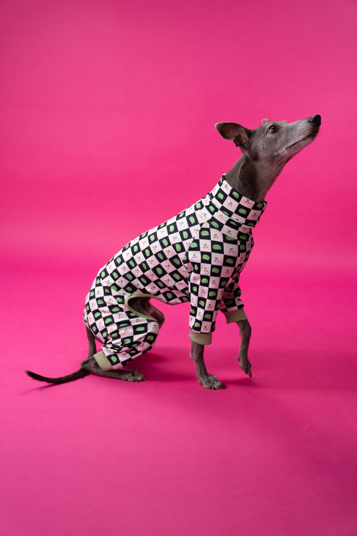 a whippet moves in our stretchy frog and cherry print dog pjs. it shows the fitted, sighthound clothing.