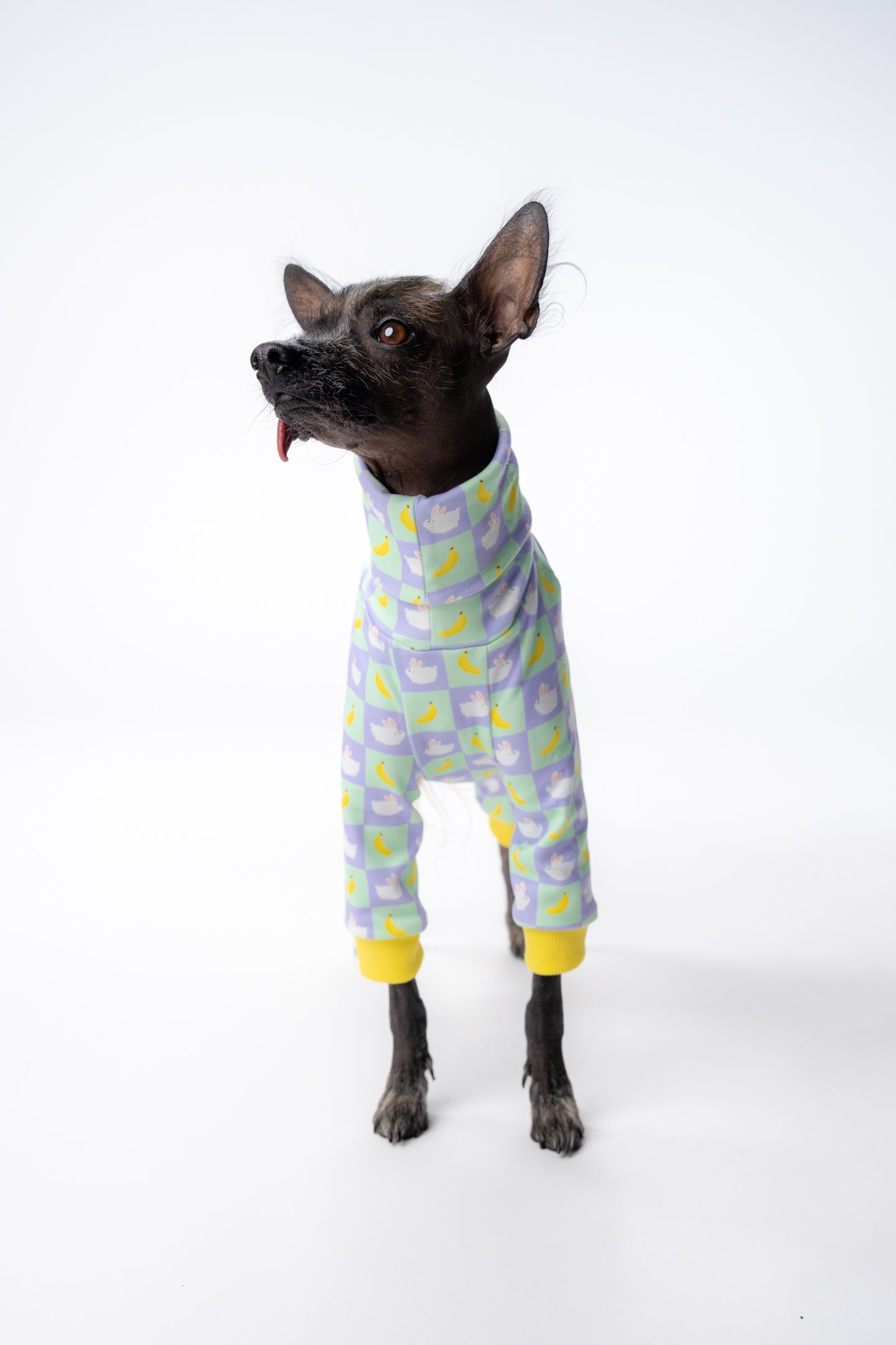 mexican hairless clothing in a bright and bold pattern, in a studio and worn by a xolo.