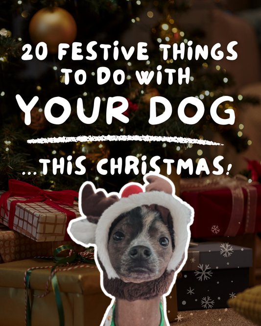 20 Christmas Activities for Dogs (2025 Guide)