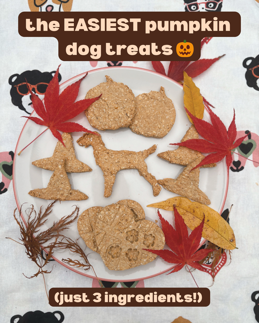 🎃 The Easiest Pumpkin Dog Treats (Just 3 Ingredients!)