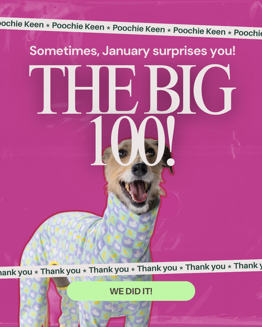 101 Dogs & a Feature in The Times Newpaper! ⭐