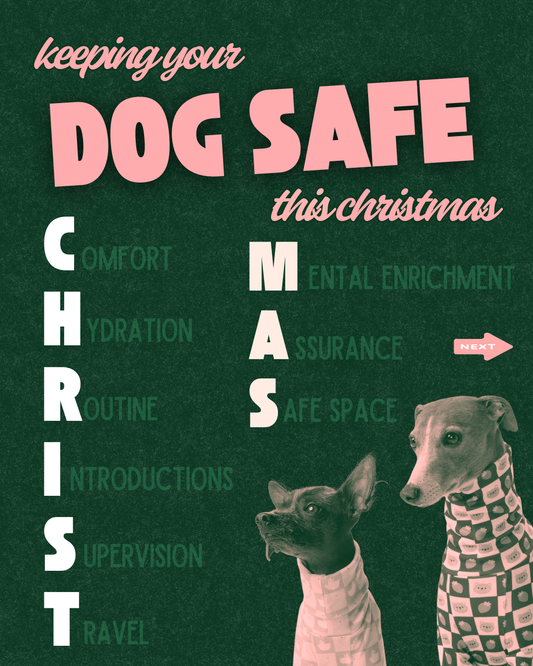 Christmas Dog Care Checklist: Keep Your Dog Safe, Calm & Cosy This Festive Season