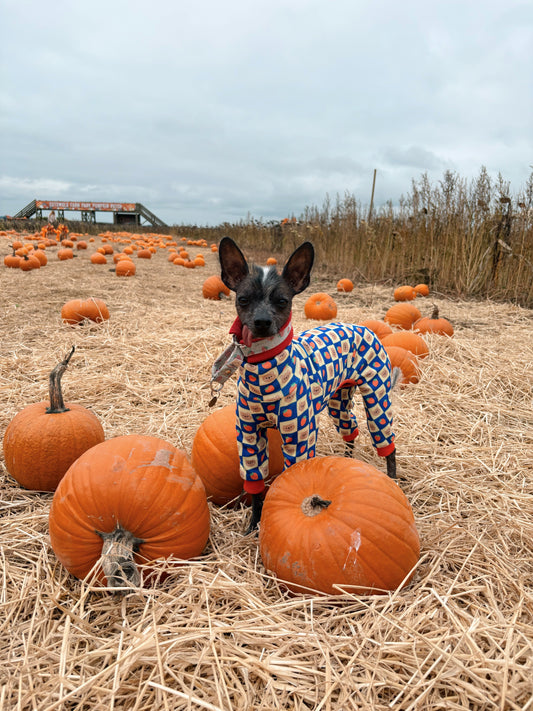 Dog Friendly Pumpkin Patch - Cotswold Farm Park