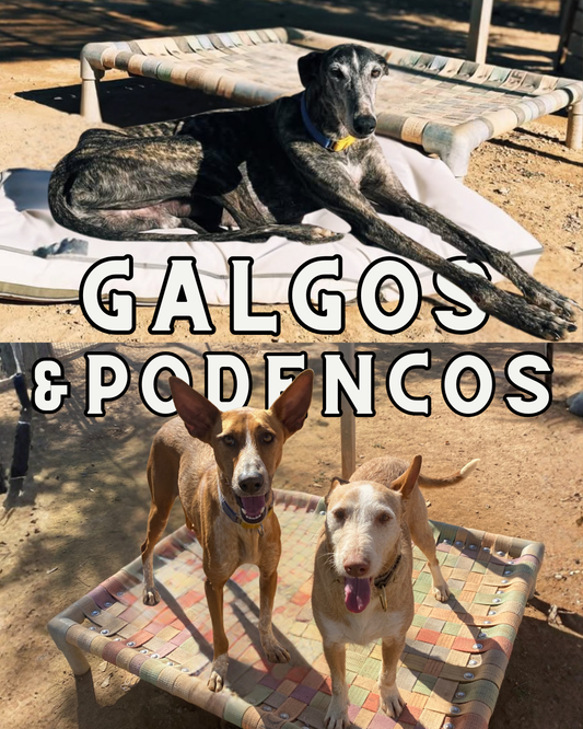 World Galgo Day and Beyond -  Why Galgos and Podencos Still Need Our Attention