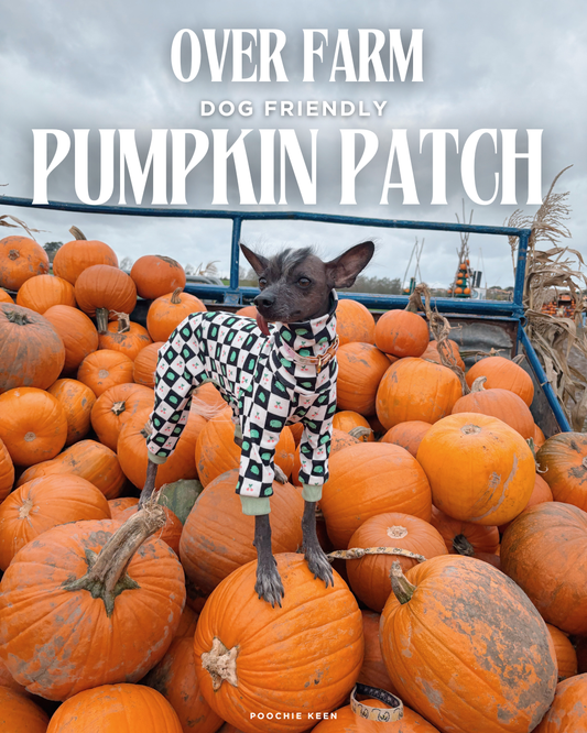 🍂 A Dog-Friendly Autumn Day Out at Over Farm