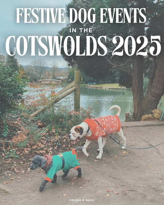 Festive Dog Events in the Cotswolds 2025: The Best Dog-Friendly Christmas Days Out in Gloucestershire and beyond