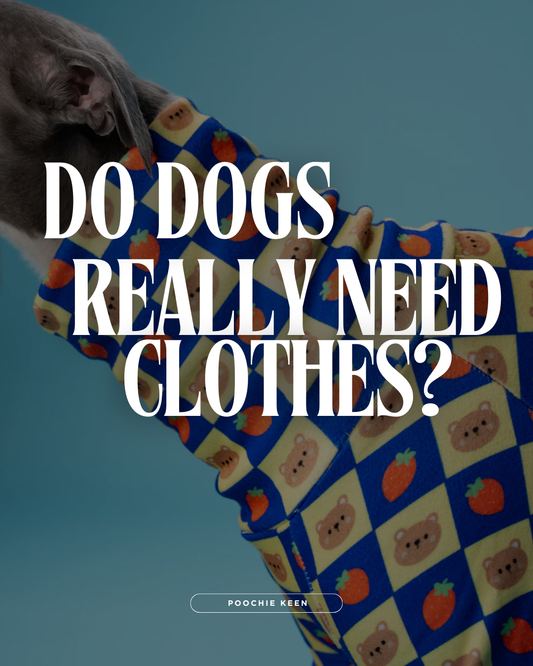 Do Dogs Really Need Clothes? ✨