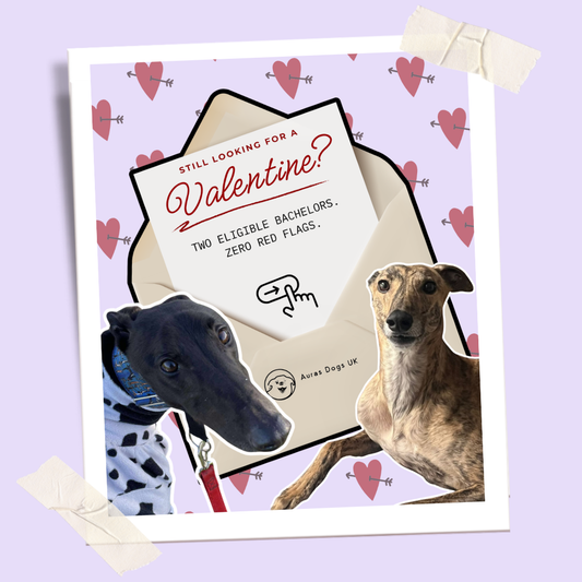 Still Waiting This Valentine’s 💔 Meet Bart & Lando, Two Ex-Racing Greyhounds Looking for Love in Gloucestershire