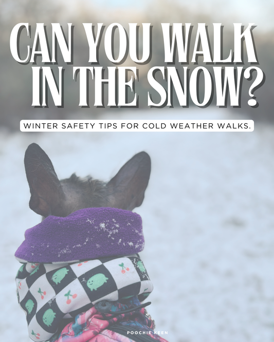 Can you walk a dog in the snow? temperature guide