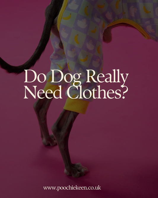 Do Dogs Really Need Clothes? ✨