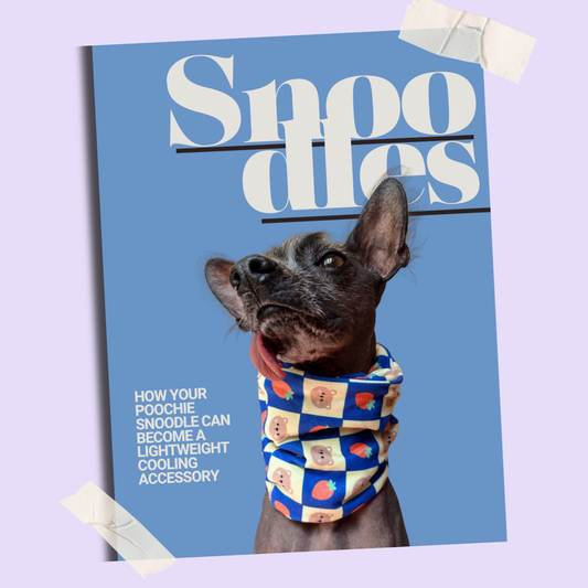 How to Keep Your Dog Cool in Hot Weather | Freezable Cooling Dog Snood Guide